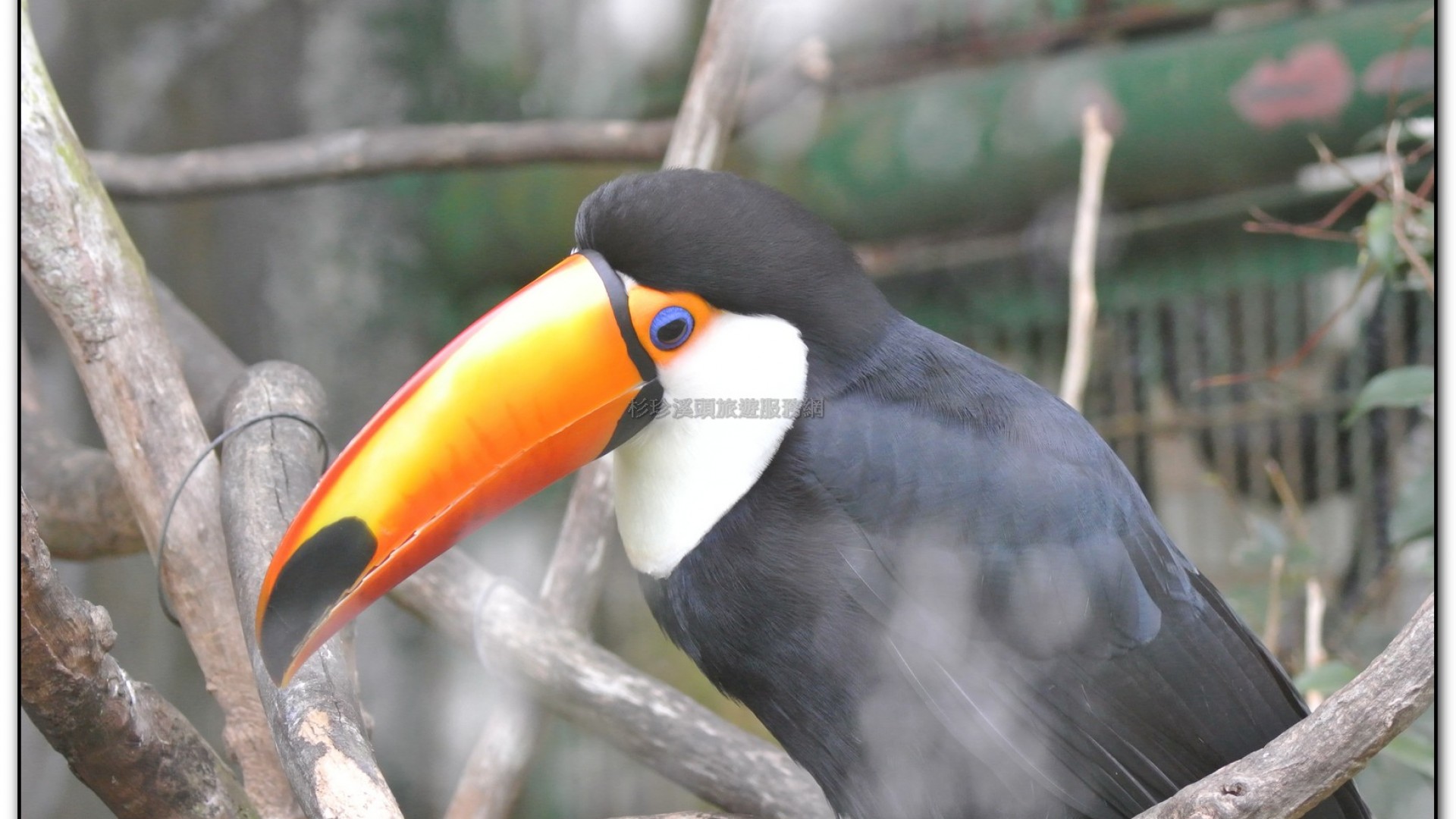 鳳凰谷鳥園-鹿谷旅遊景點