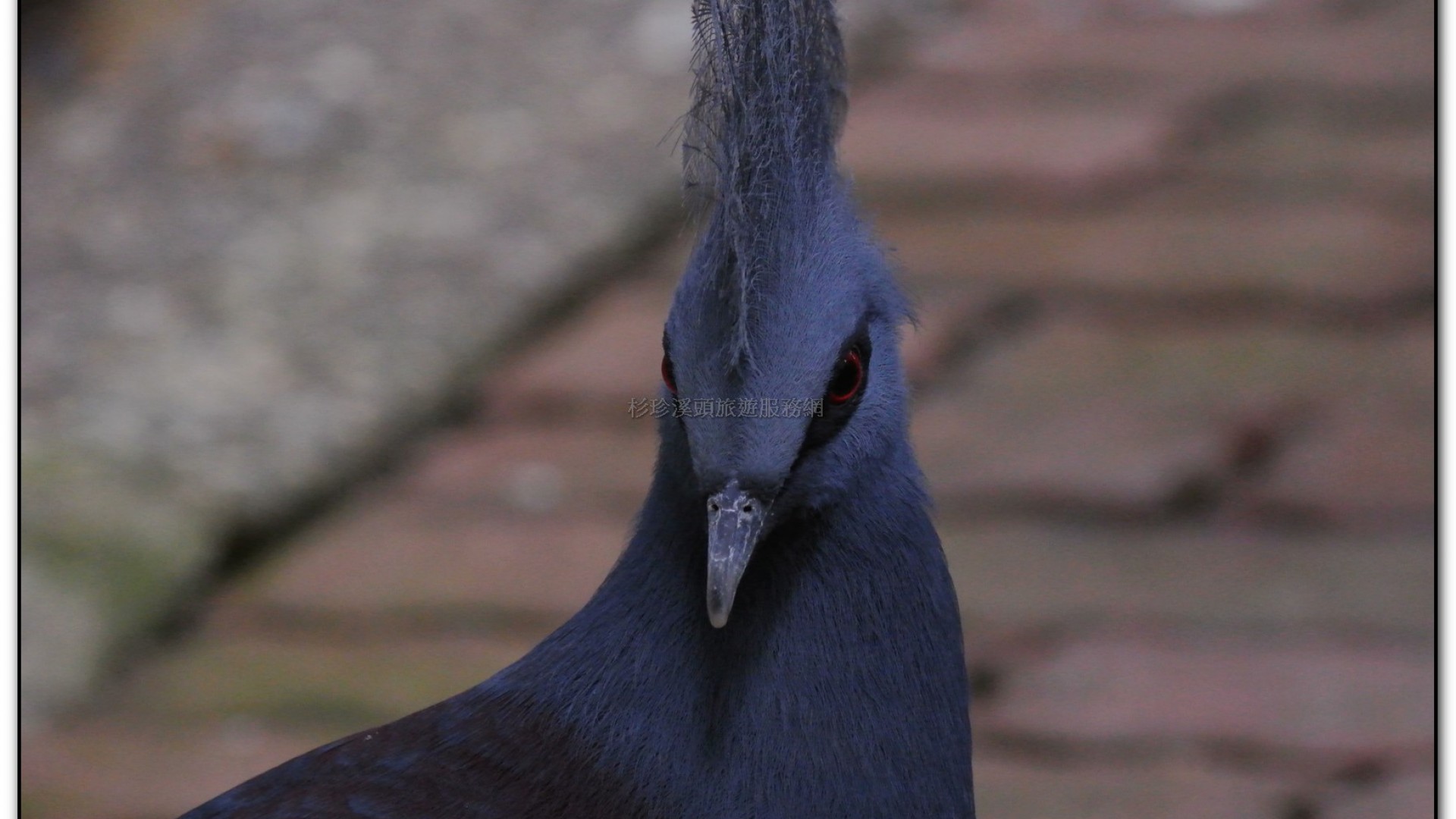 鳳凰谷鳥園-鹿谷旅遊景點