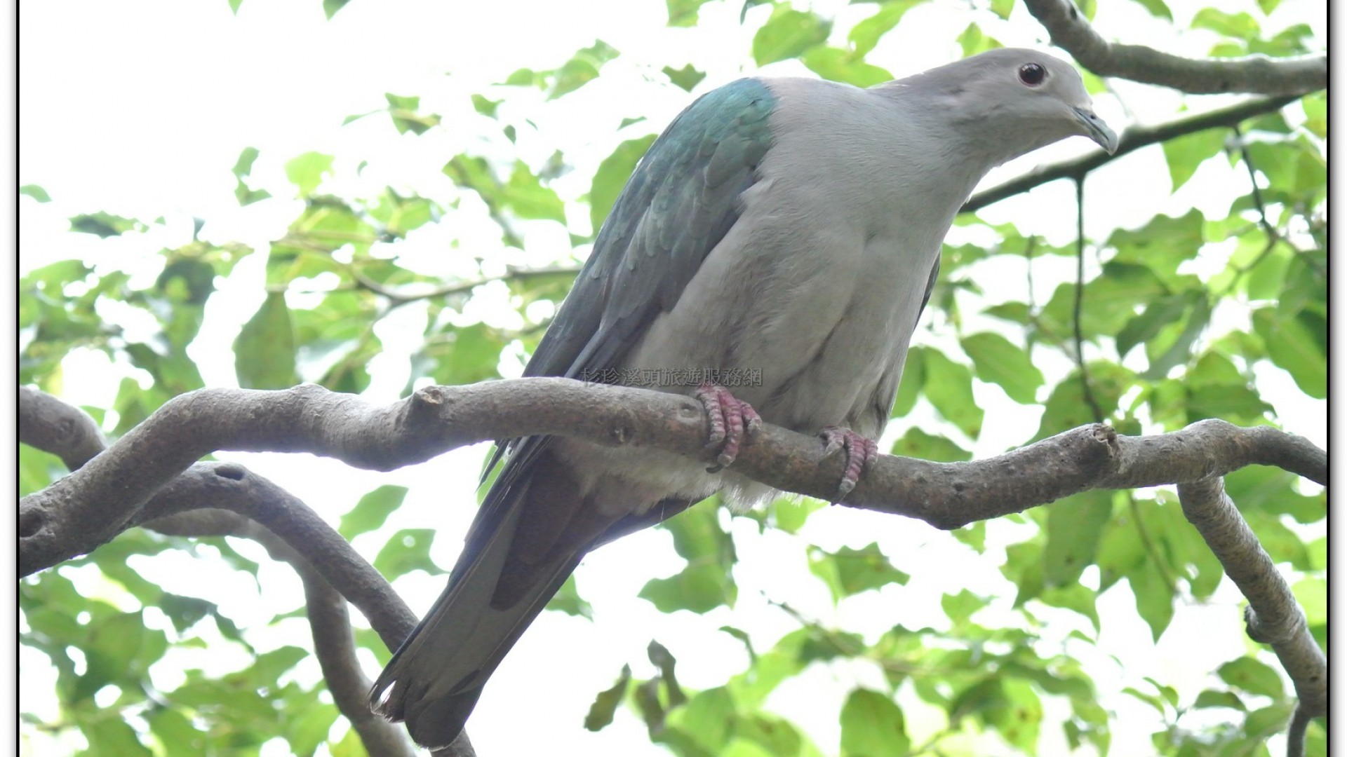 鳳凰谷鳥園-鹿谷旅遊景點