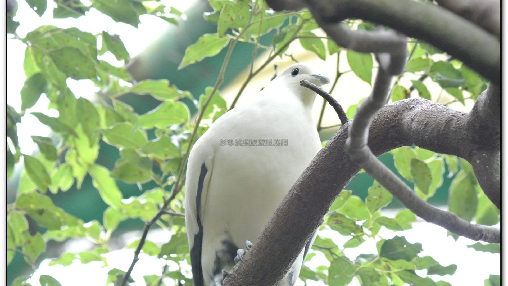 鳳凰谷鳥園-鹿谷旅遊景點