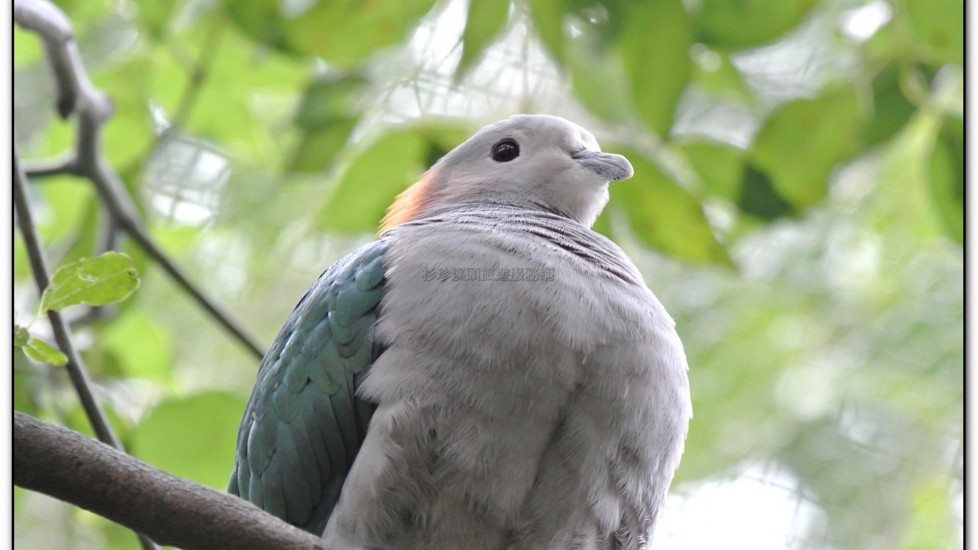 鳳凰谷鳥園-鹿谷旅遊景點