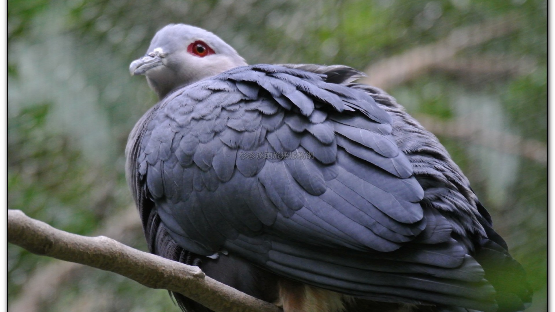 鳳凰谷鳥園-鹿谷旅遊景點