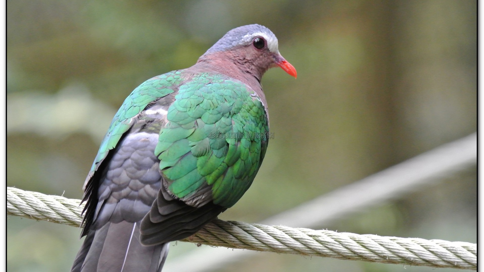 鳳凰谷鳥園-鹿谷旅遊景點