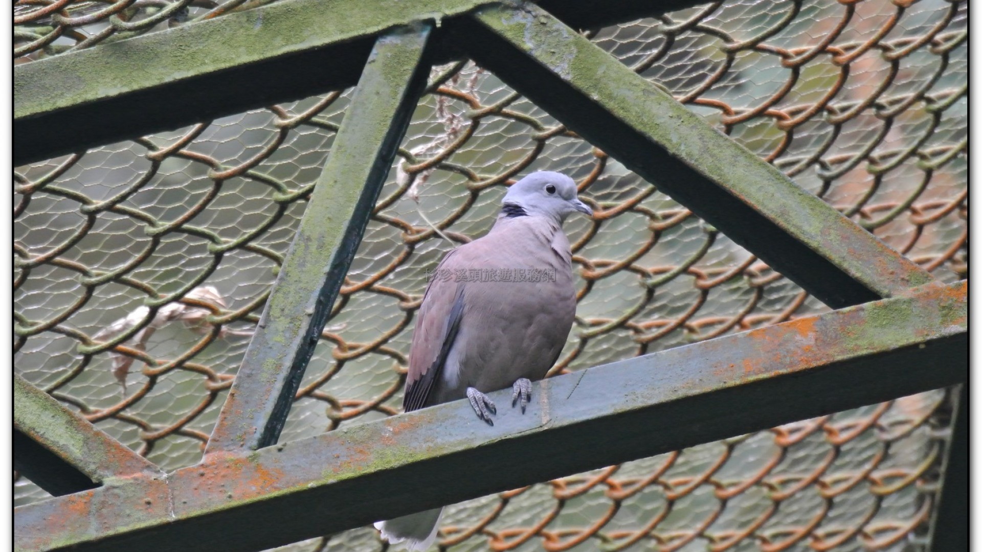 鳳凰谷鳥園-鹿谷旅遊景點