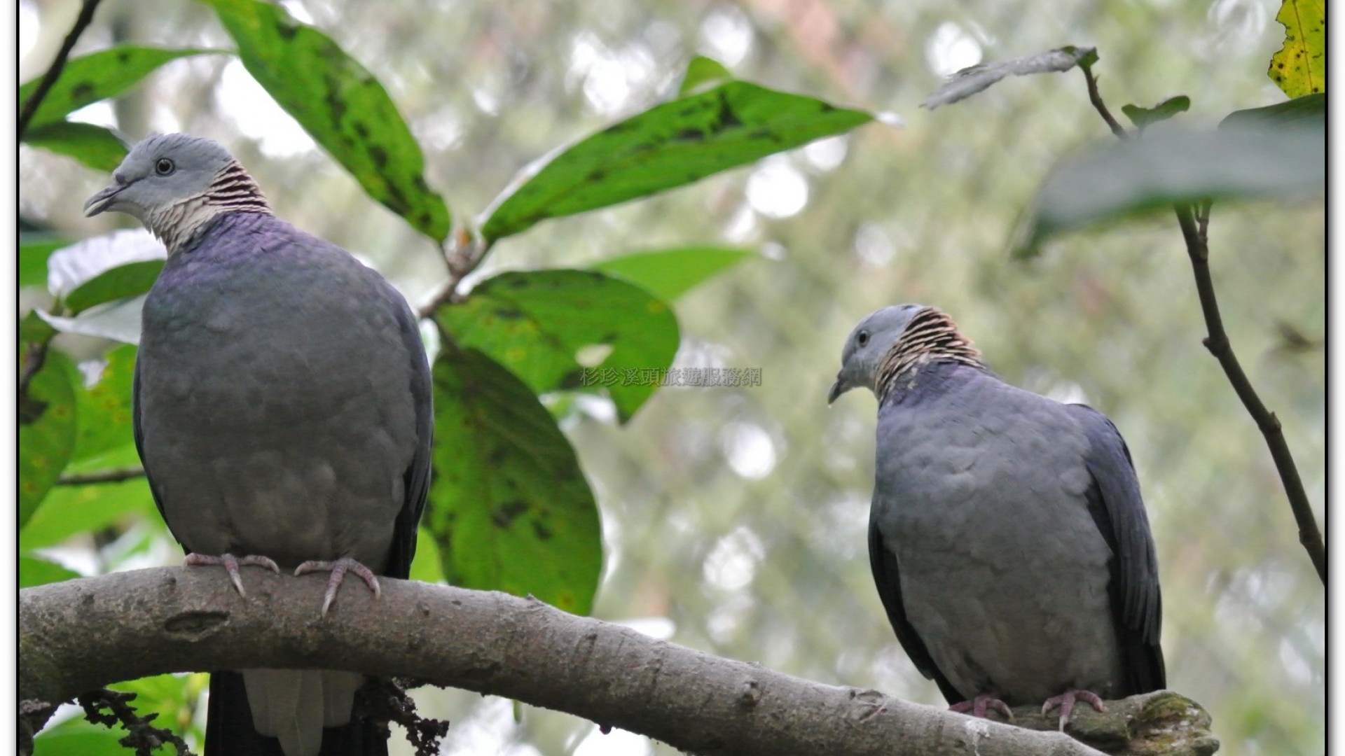 鳳凰谷鳥園-鹿谷旅遊景點