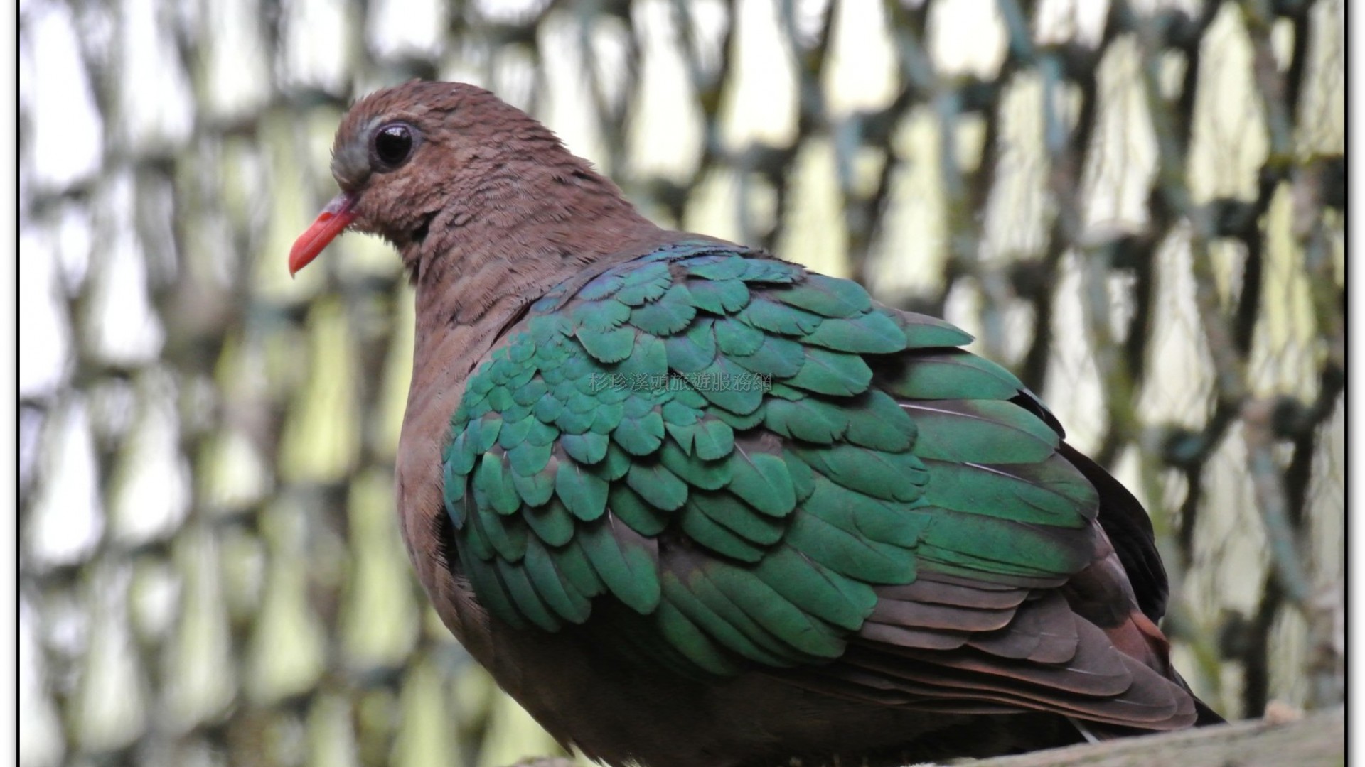 鳳凰谷鳥園-鹿谷旅遊景點