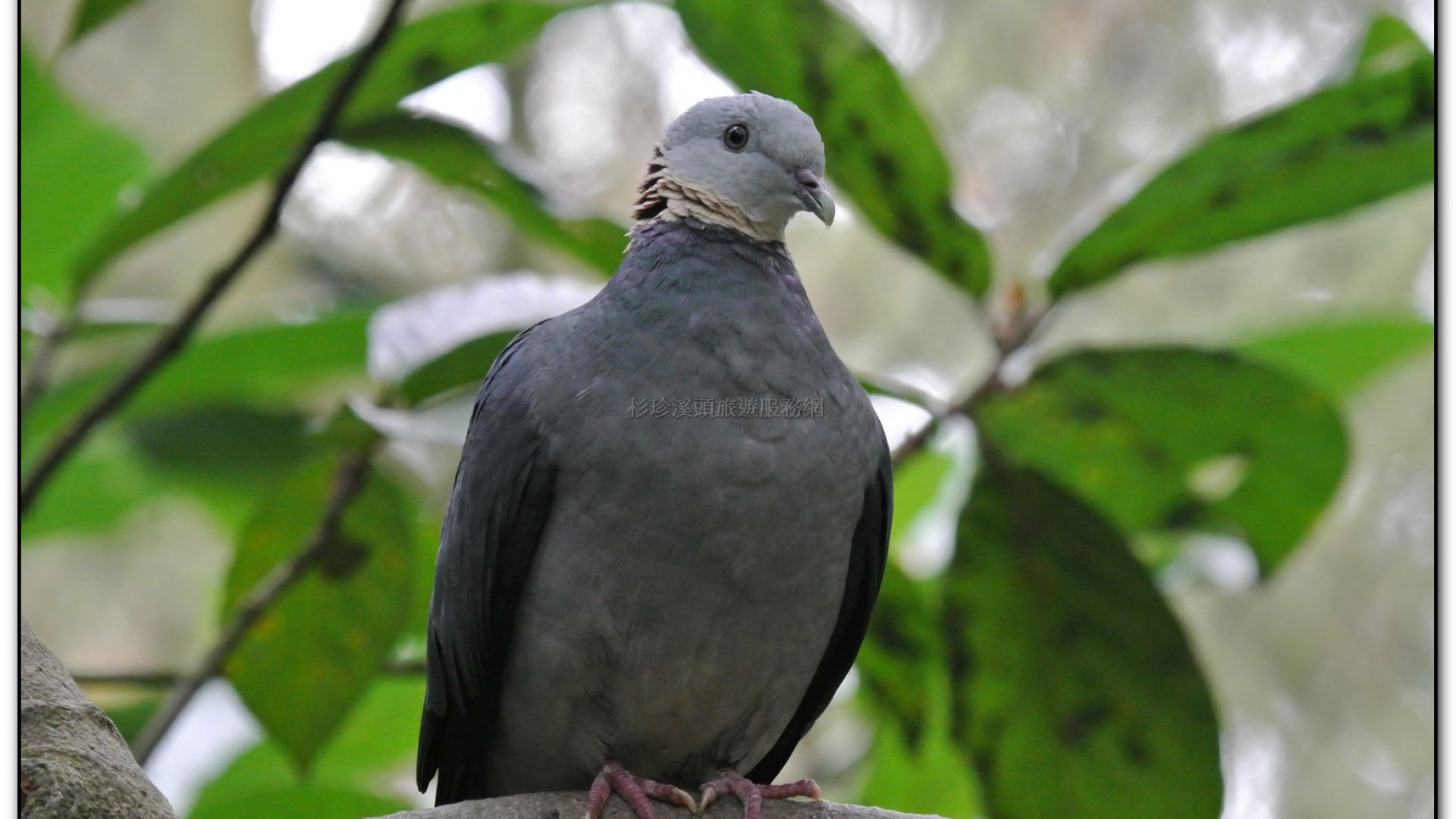 鳳凰谷鳥園-鹿谷旅遊景點