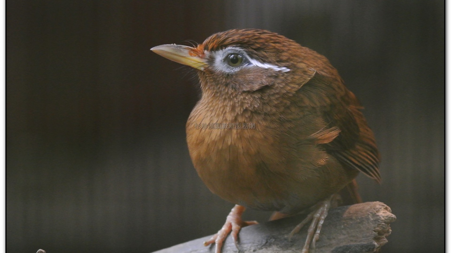 鳳凰谷鳥園-鹿谷旅遊景點