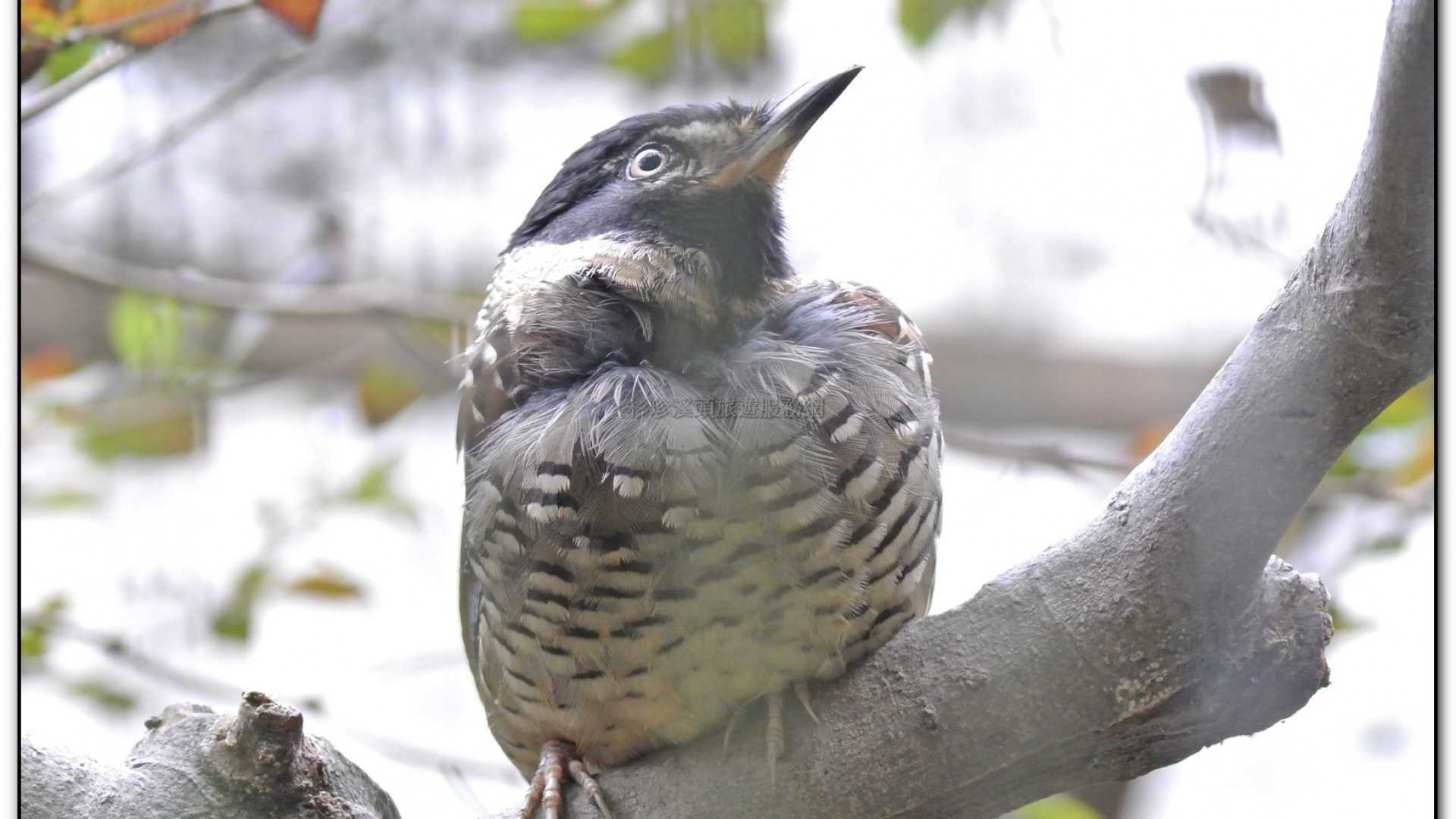 鳳凰谷鳥園-鹿谷旅遊景點