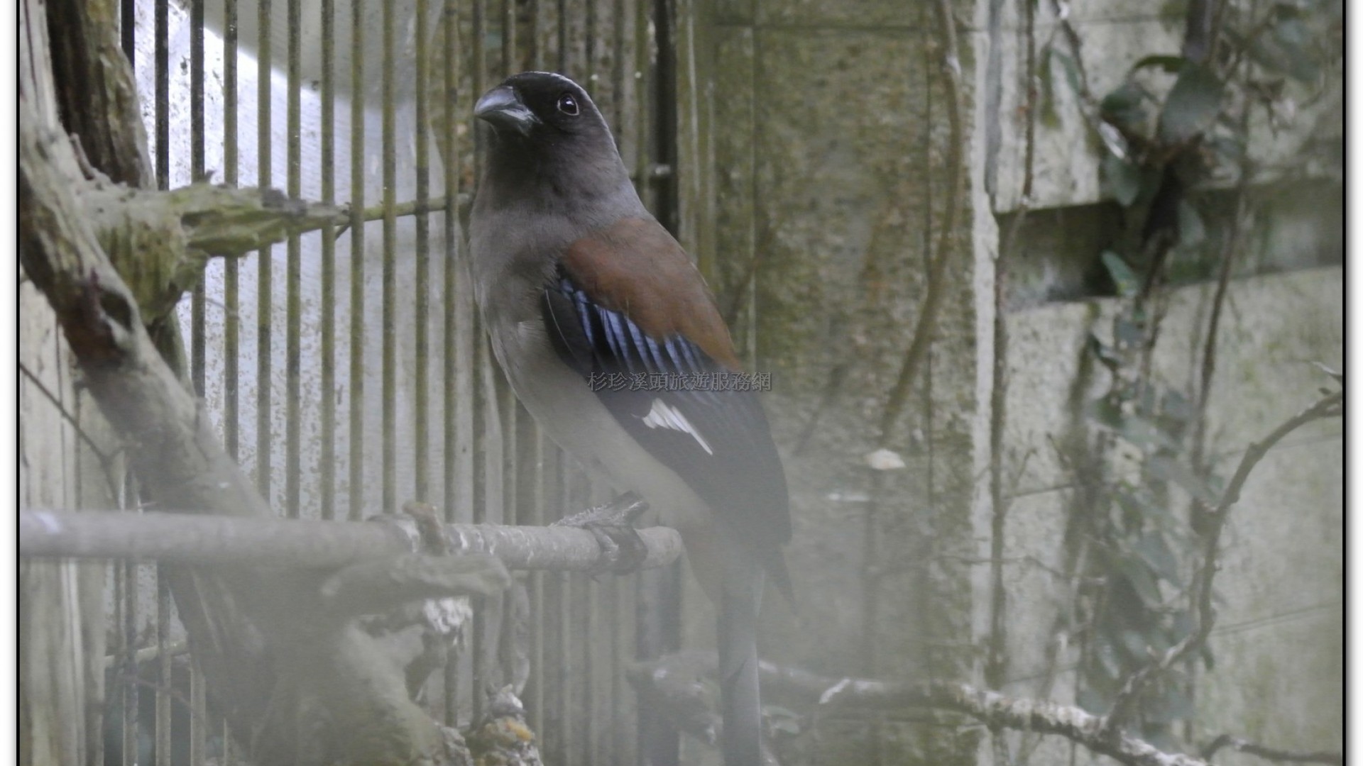 鳳凰谷鳥園-鹿谷旅遊景點