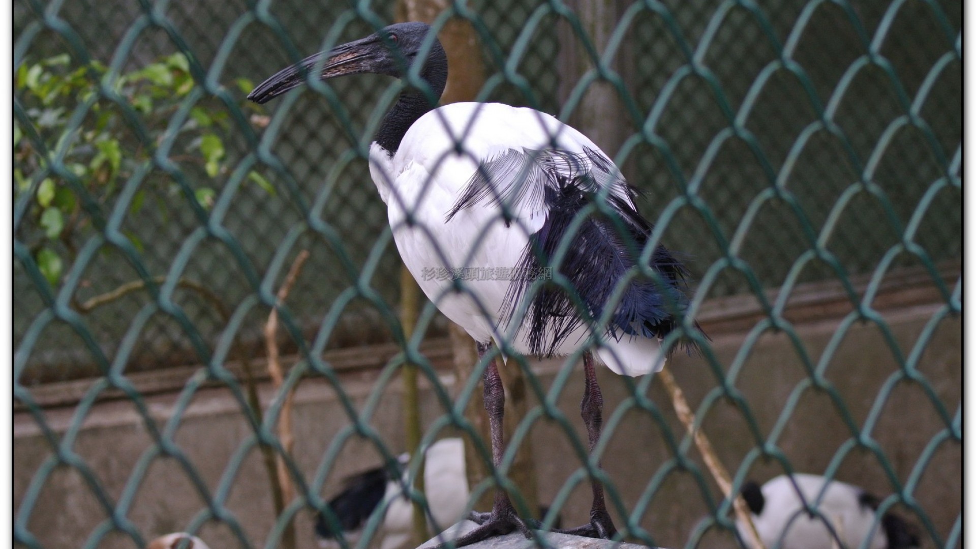 鳳凰谷鳥園-鹿谷旅遊景點