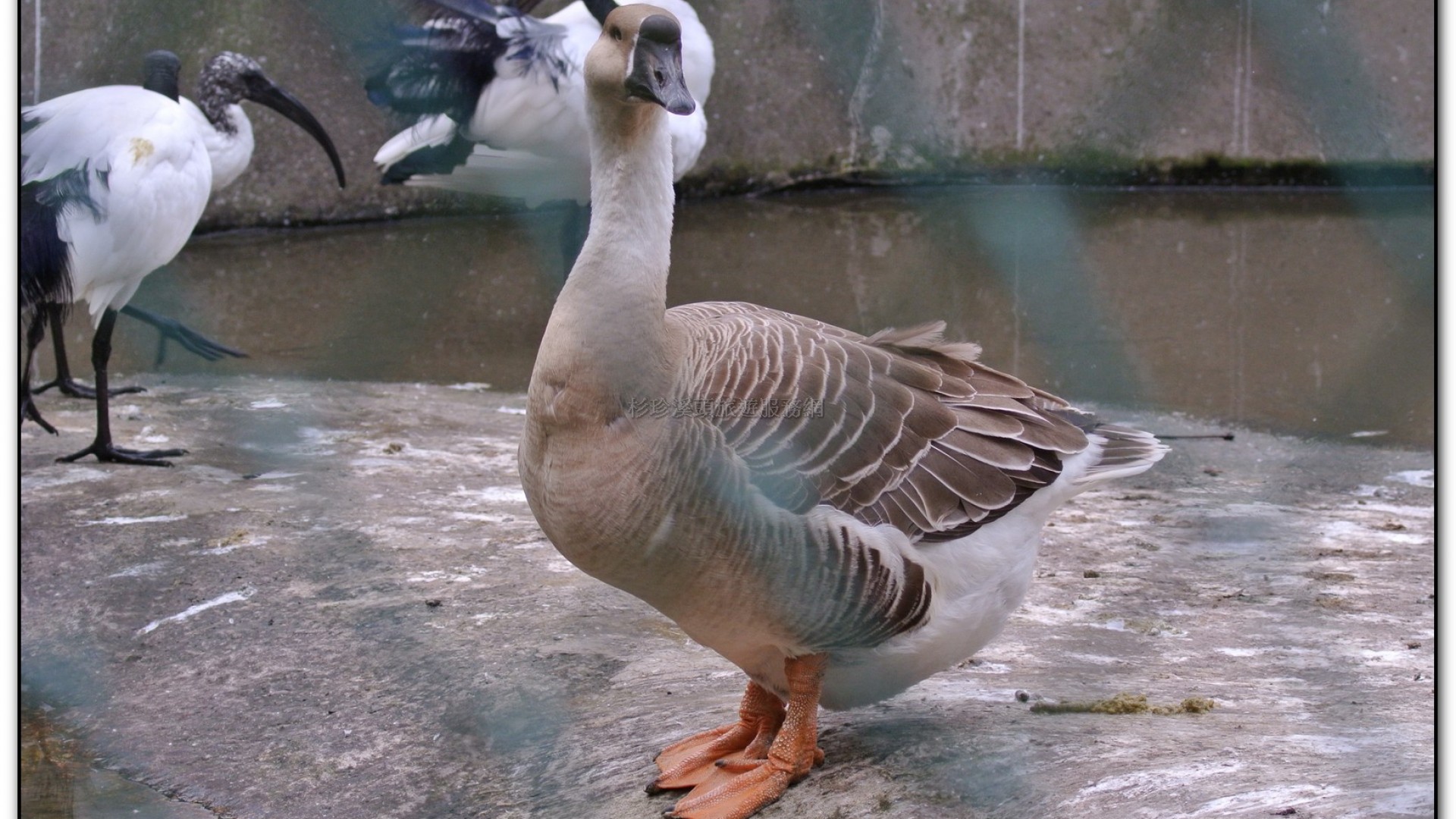 鳳凰谷鳥園-鹿谷旅遊景點