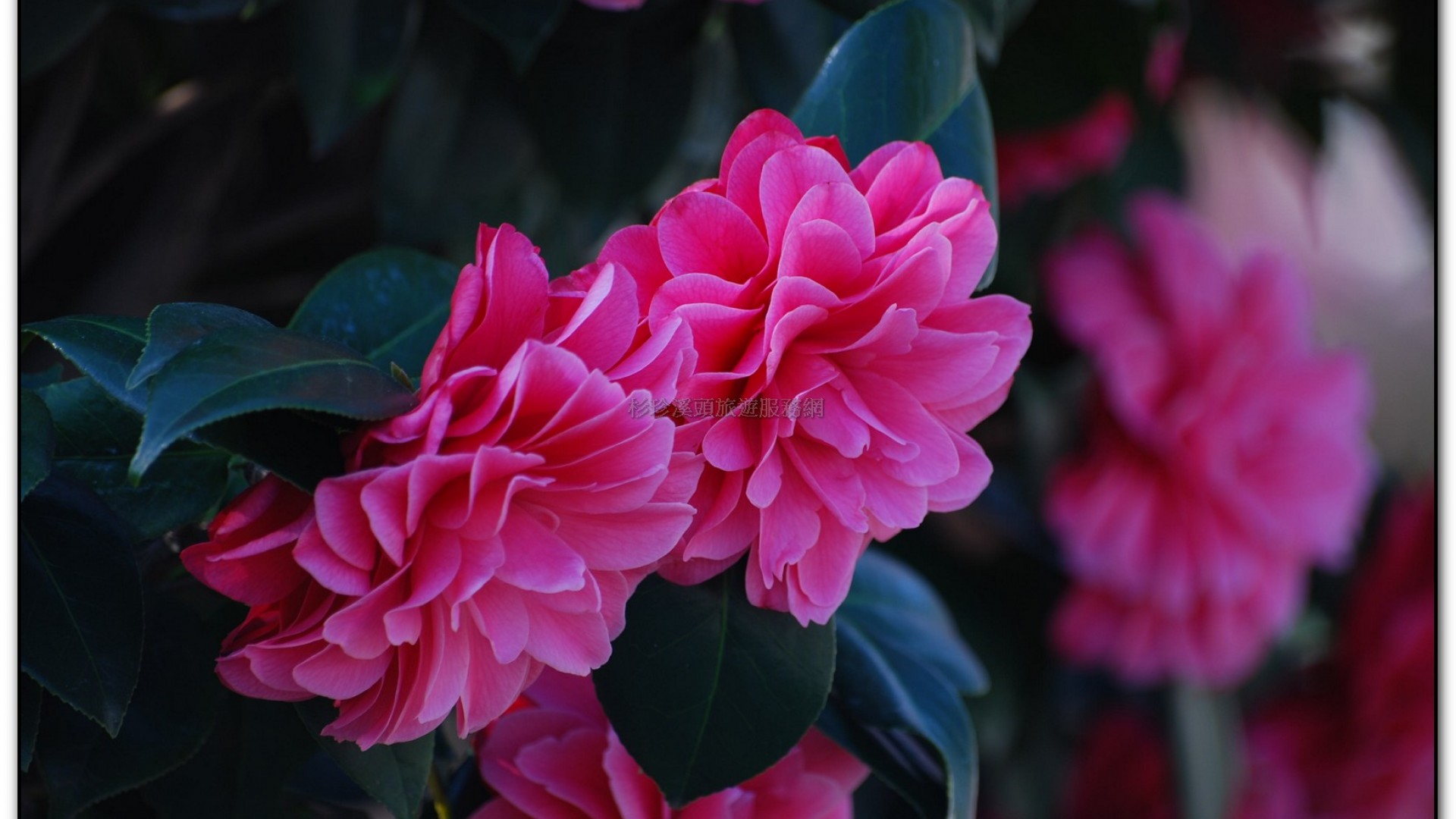 台大茶園-鹿谷旅遊景點