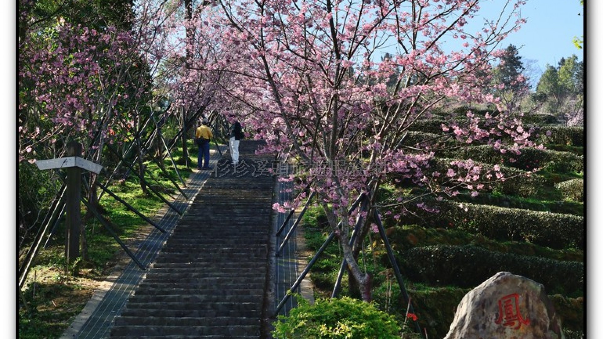 台大茶園-鹿谷旅遊景點