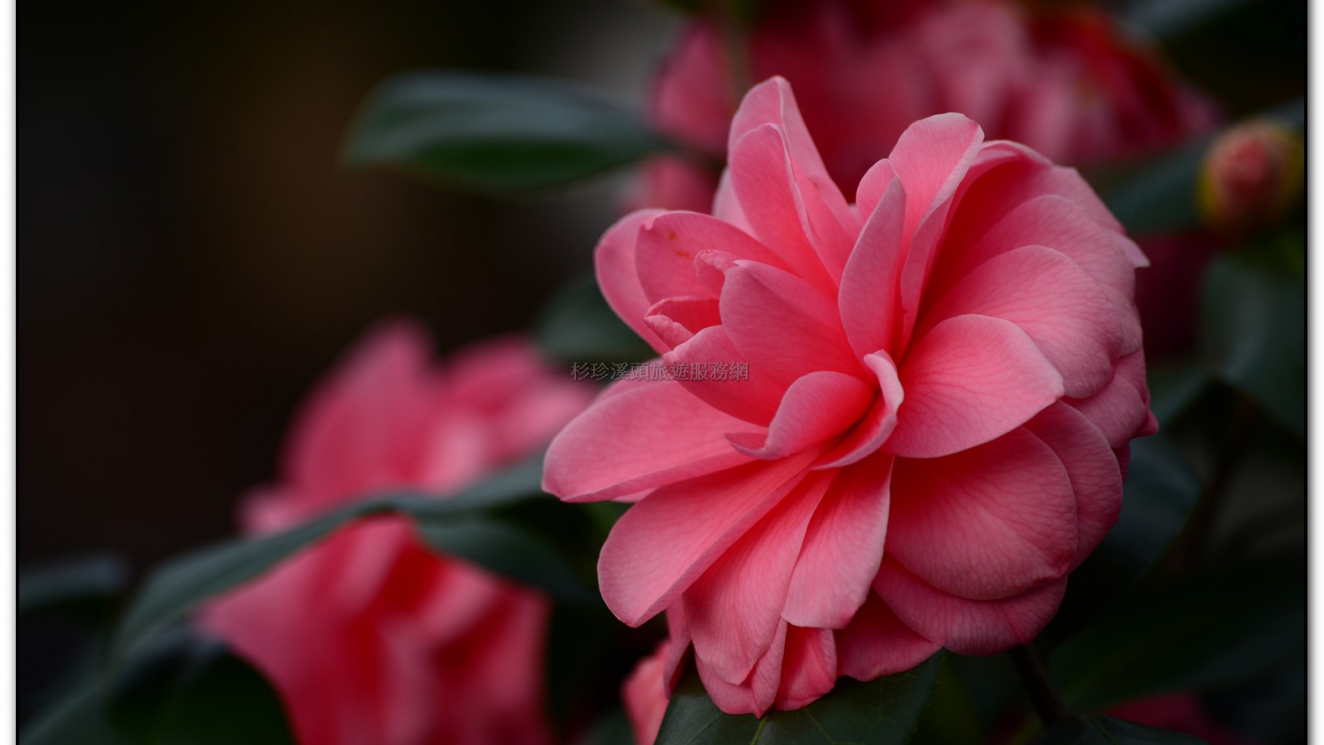 台大茶園-鹿谷旅遊景點