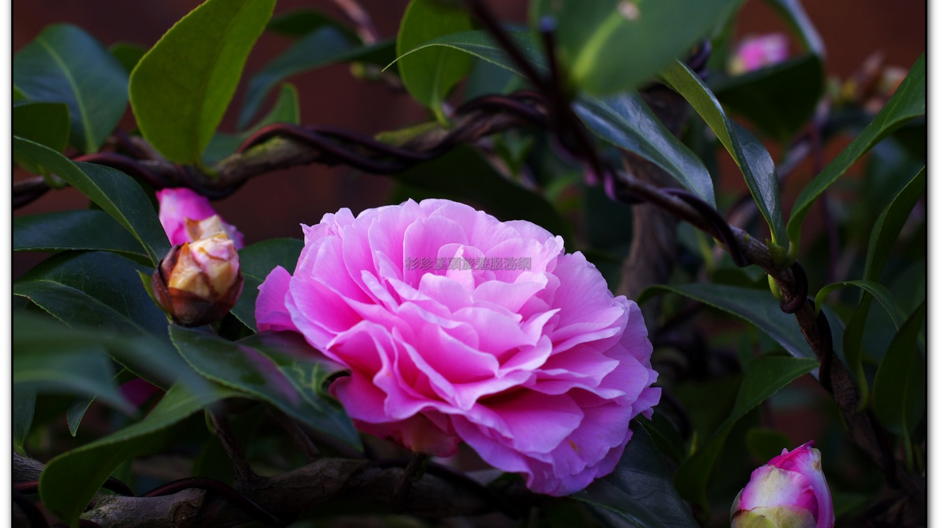 台大茶園-鹿谷旅遊景點