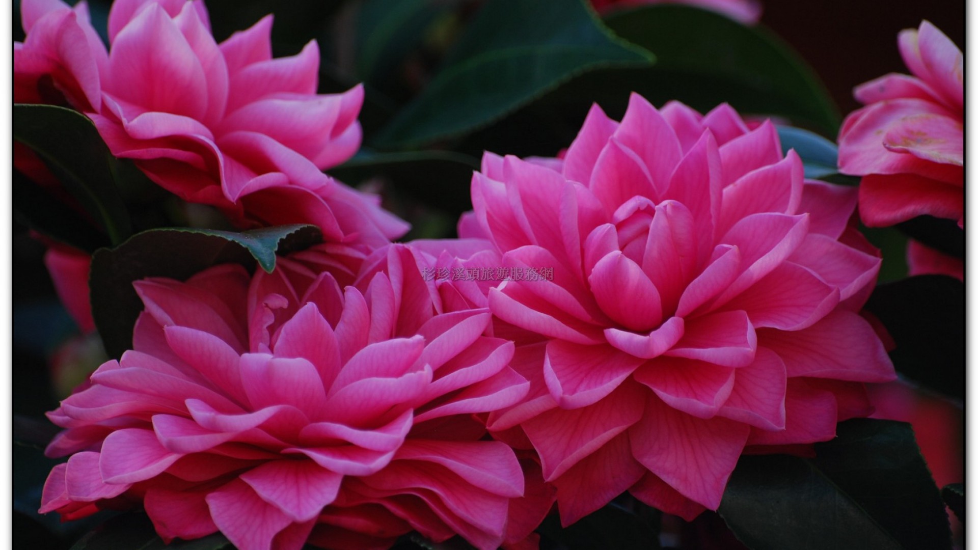 台大茶園-鹿谷旅遊景點