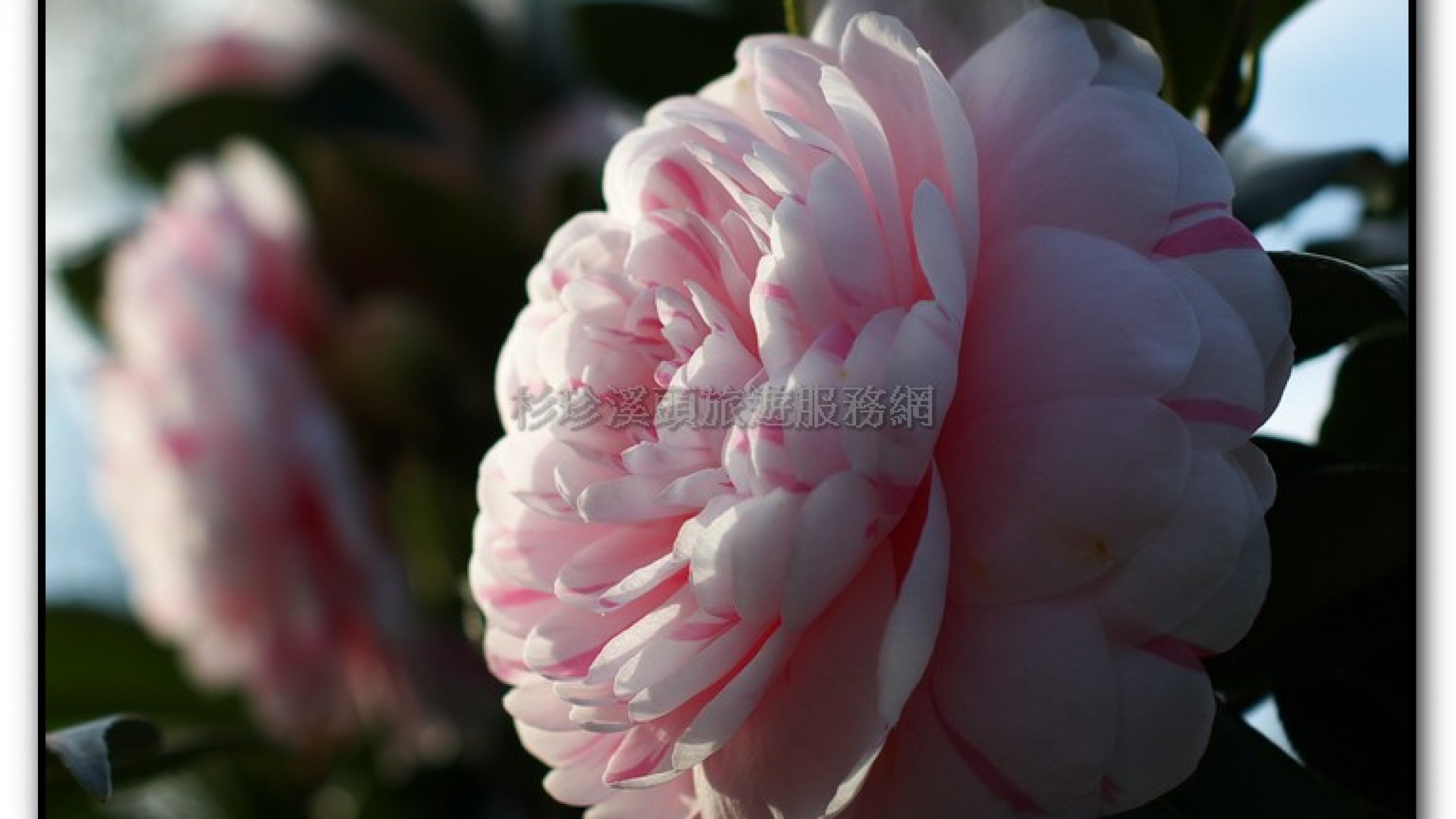 台大茶園-鹿谷旅遊景點