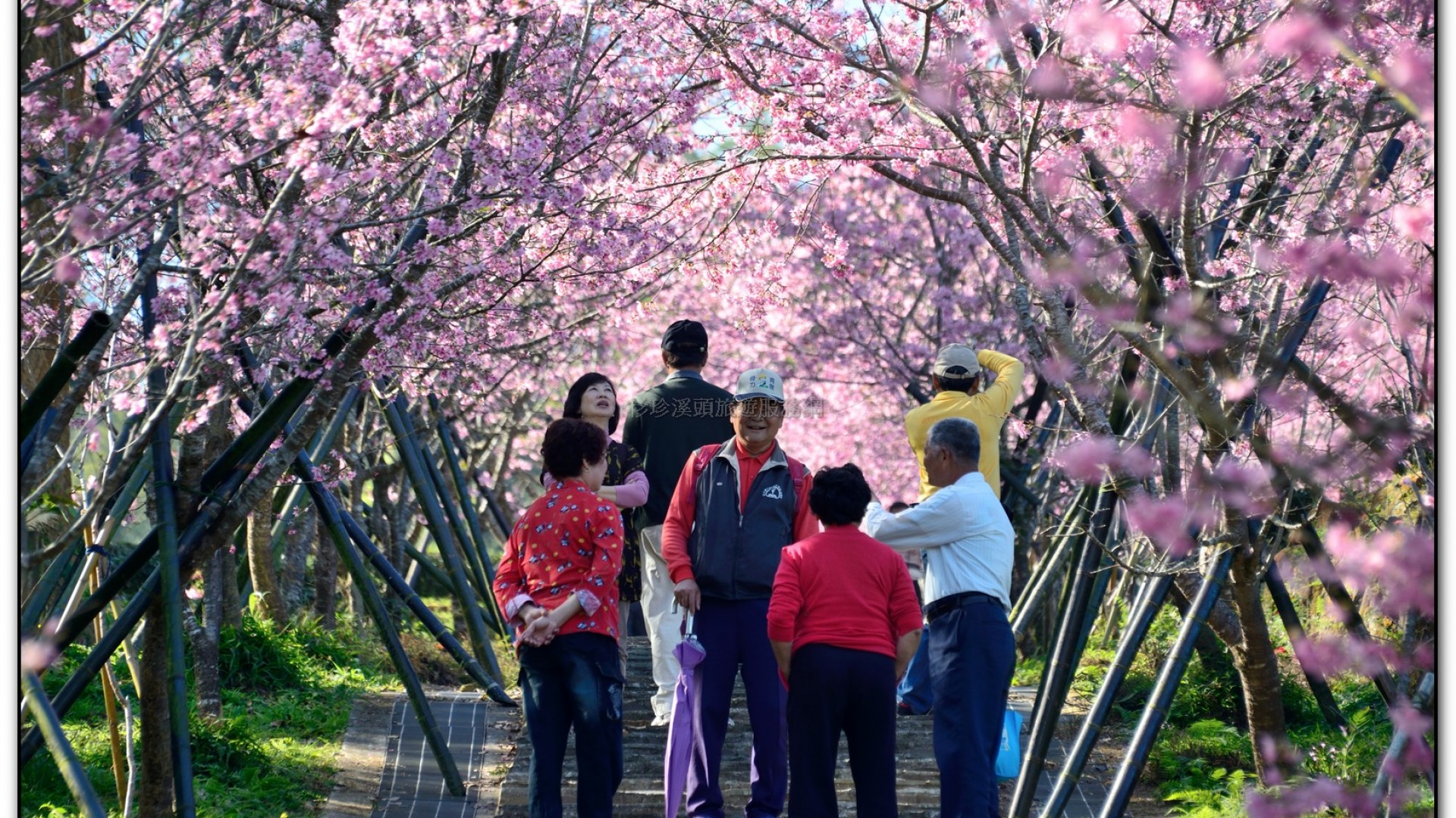 台大茶園-鹿谷旅遊景點