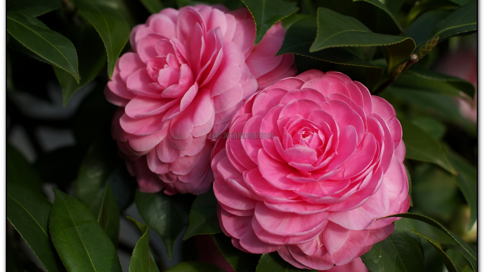 台大茶園-鹿谷旅遊景點