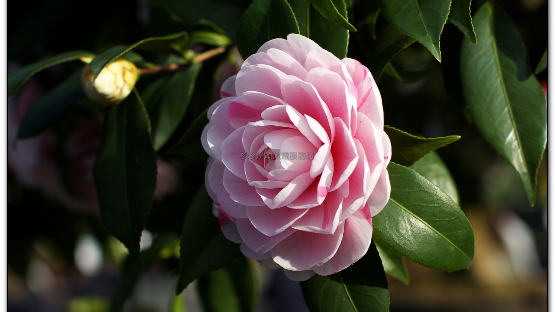 台大茶園-鹿谷旅遊景點