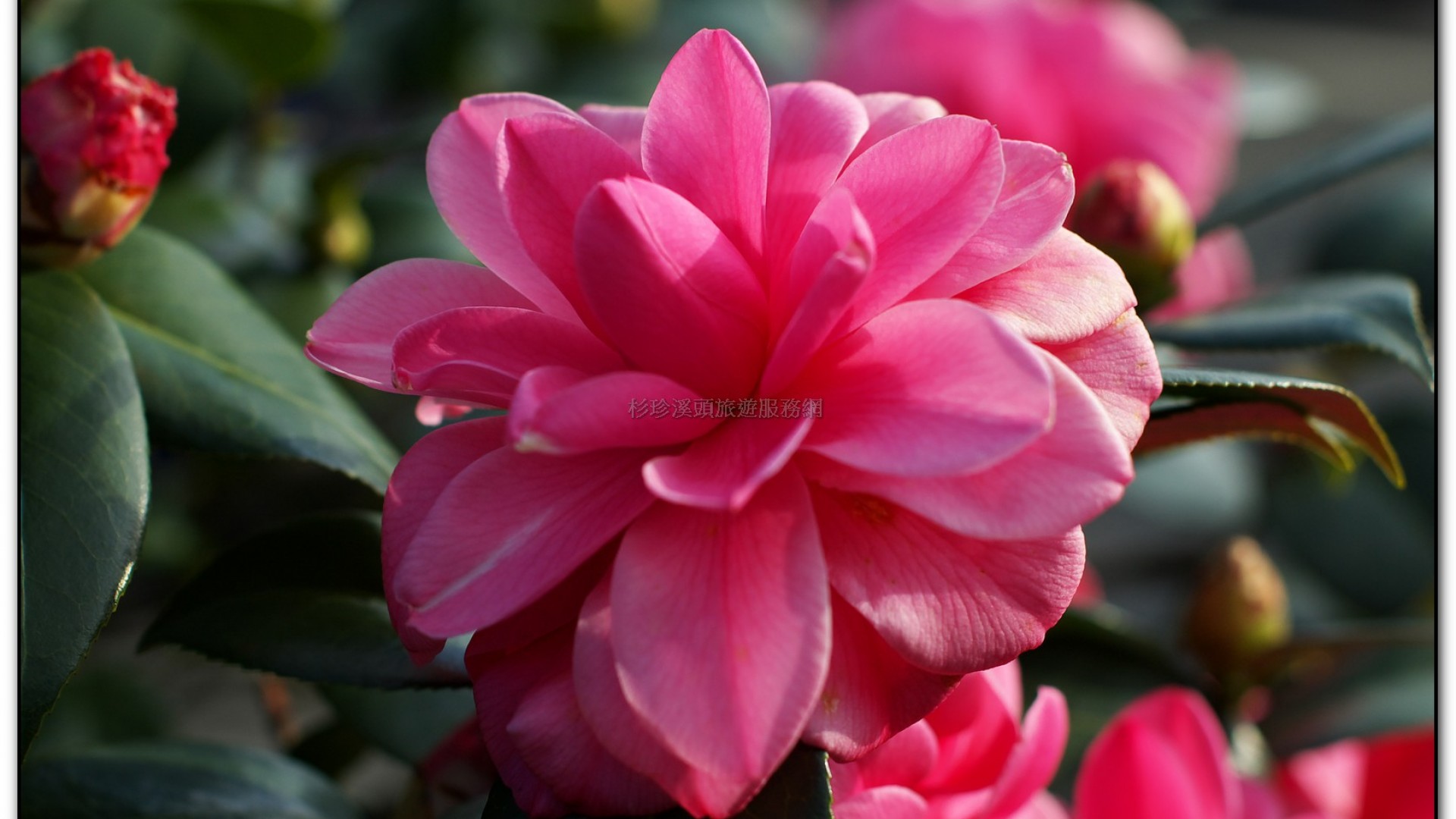 台大茶園-鹿谷旅遊景點