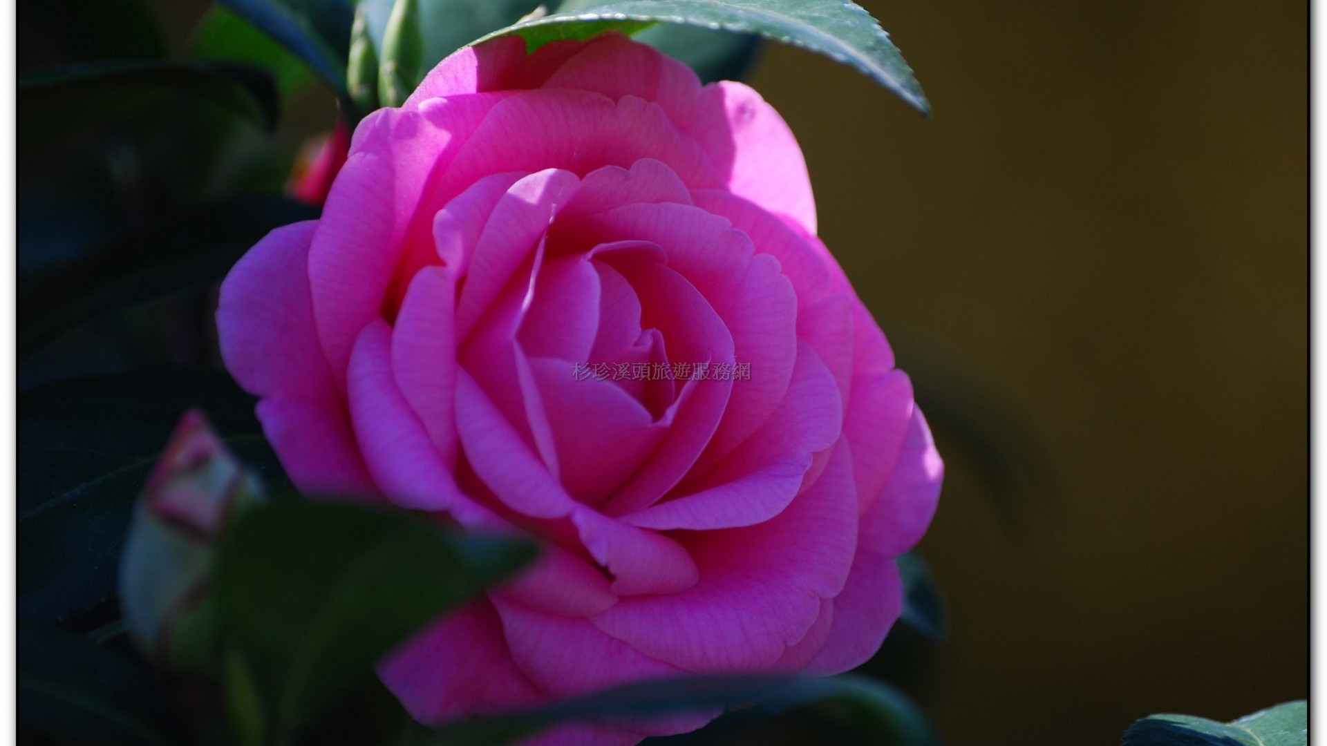 台大茶園-鹿谷旅遊景點