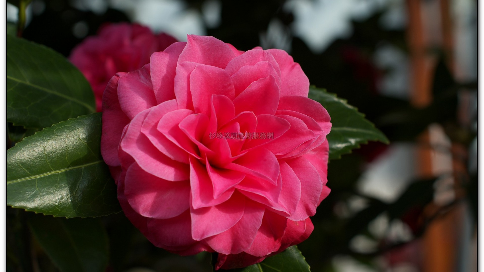 台大茶園-鹿谷旅遊景點