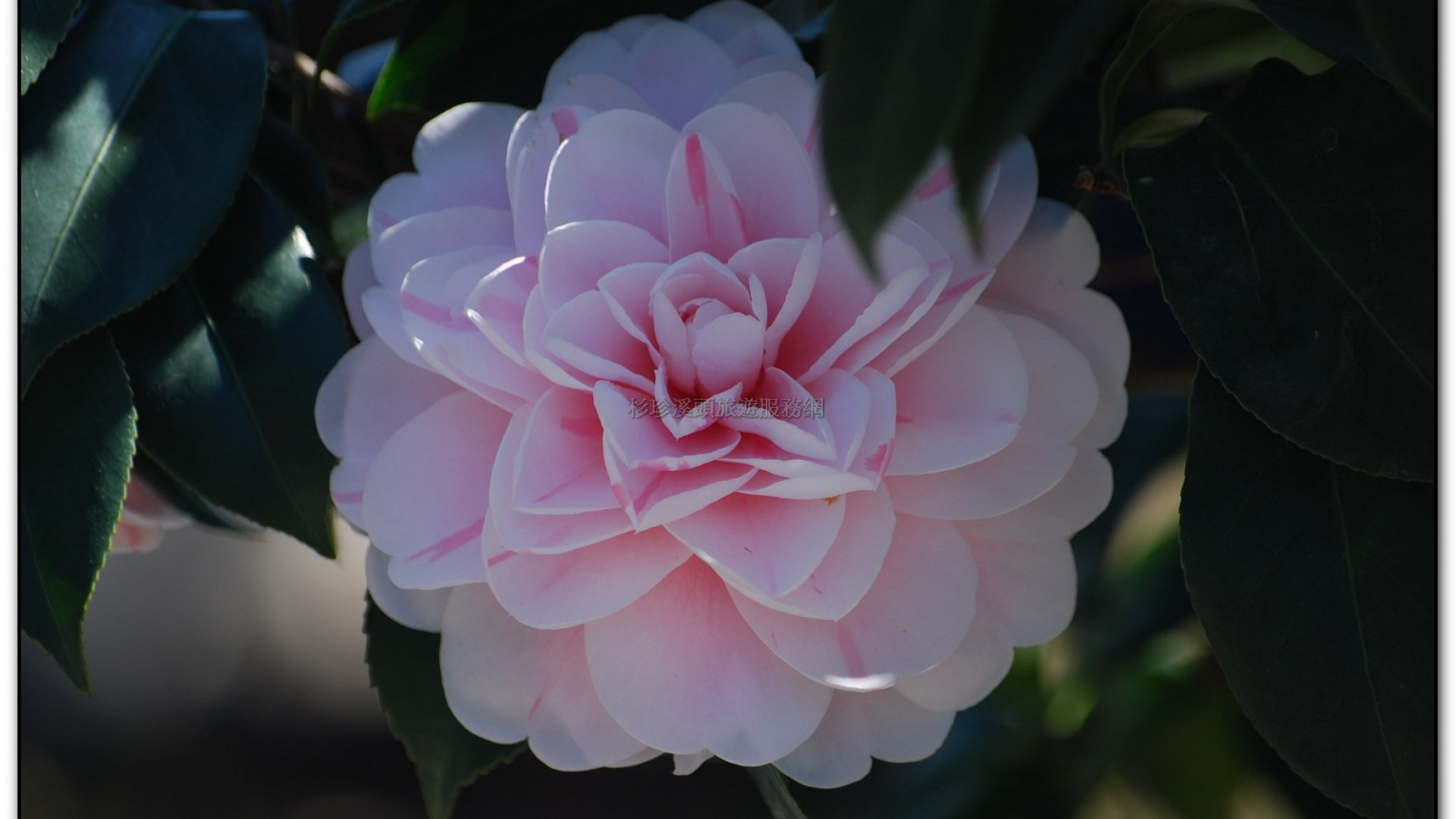 台大茶園-鹿谷旅遊景點