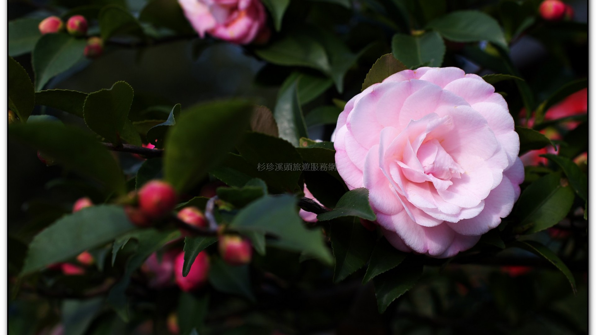 台大茶園-鹿谷旅遊景點