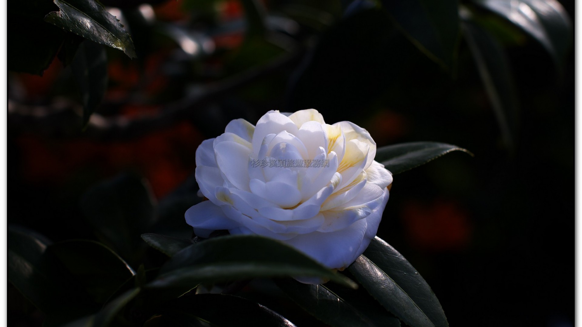 台大茶園-鹿谷旅遊景點