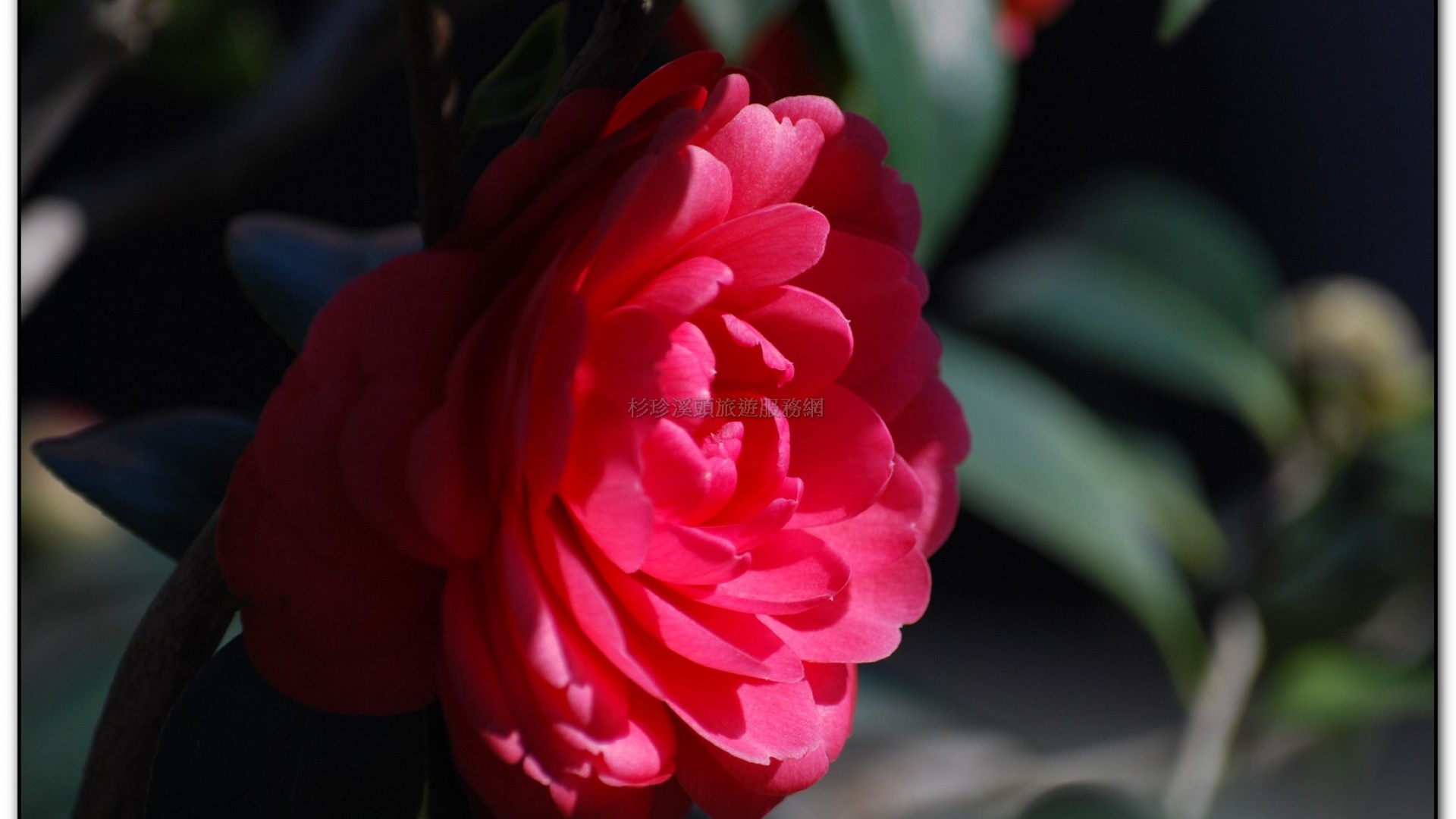 台大茶園-鹿谷旅遊景點