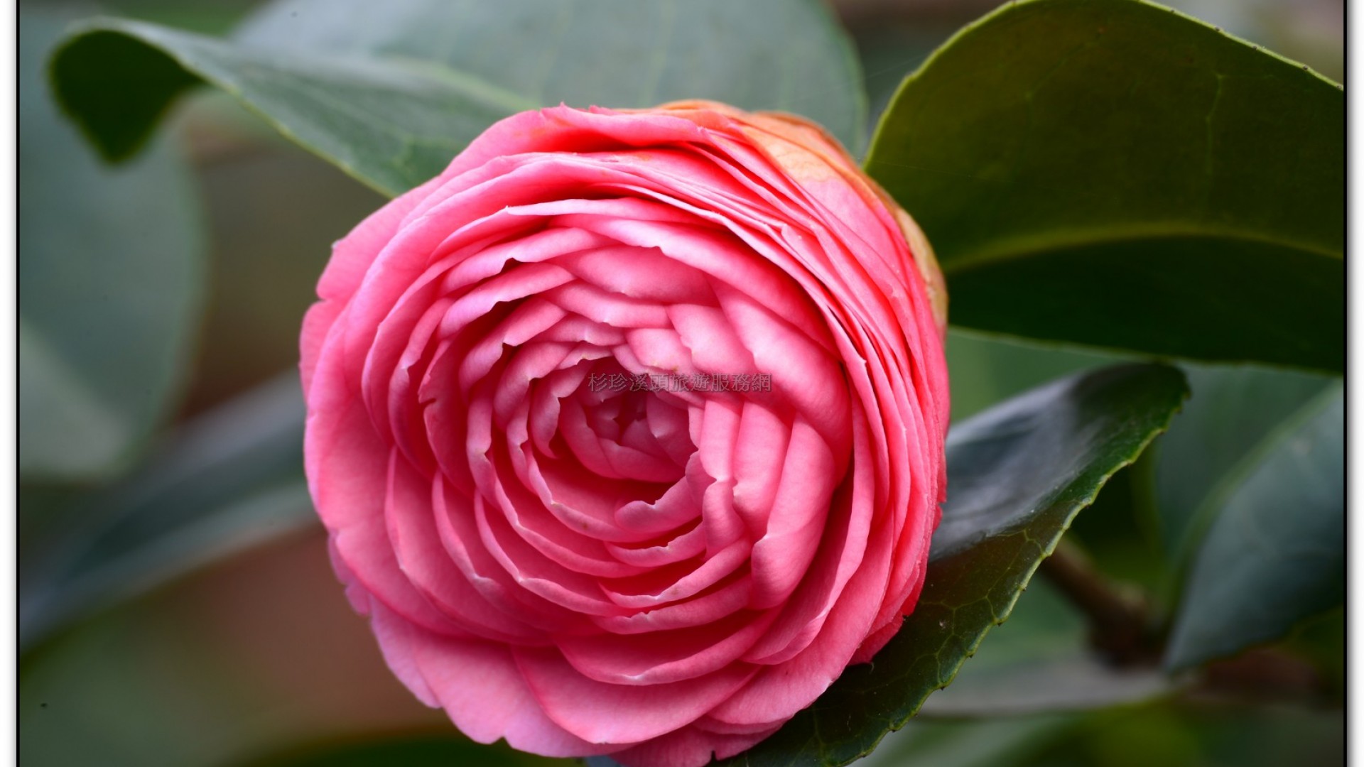 台大茶園-鹿谷旅遊景點