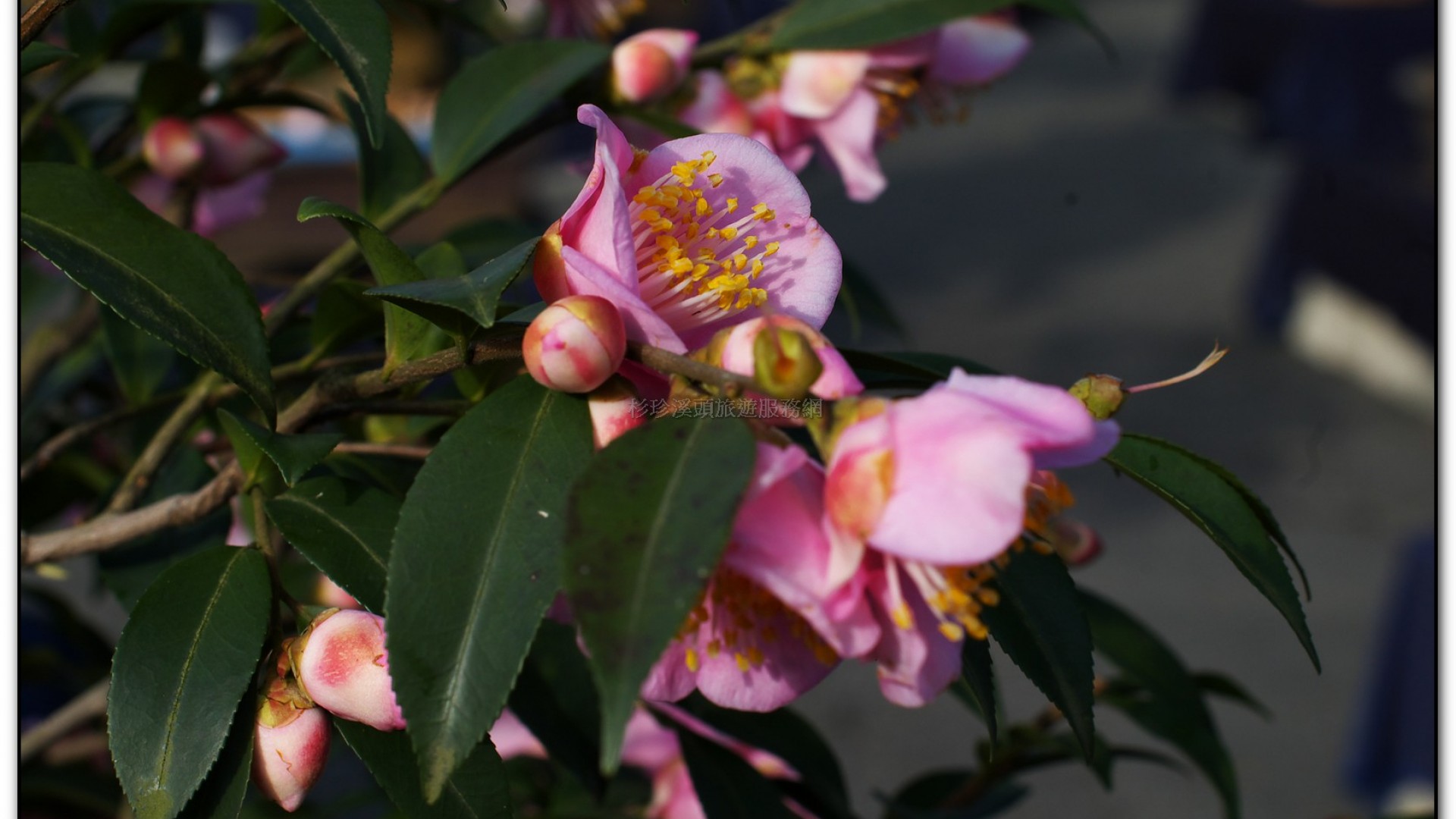 台大茶園-鹿谷旅遊景點