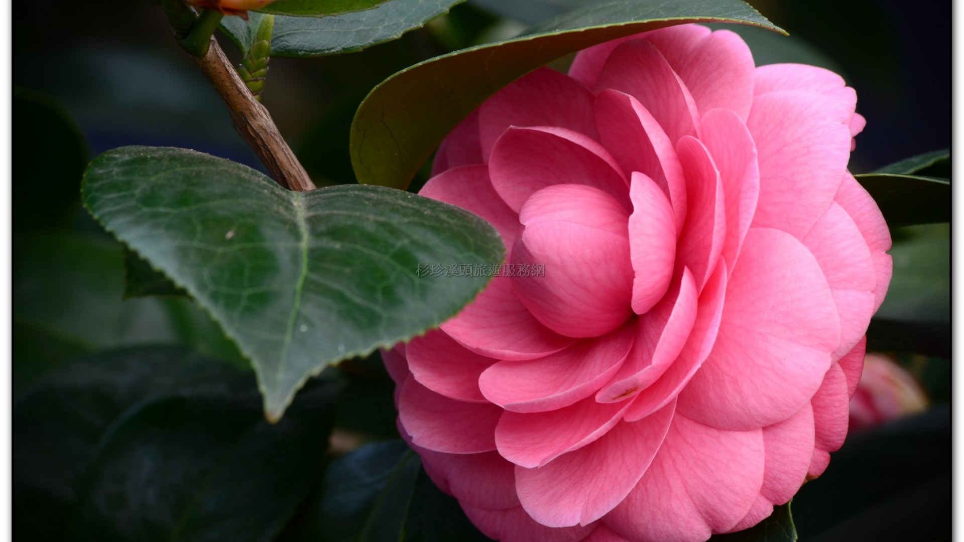 台大茶園-鹿谷旅遊景點