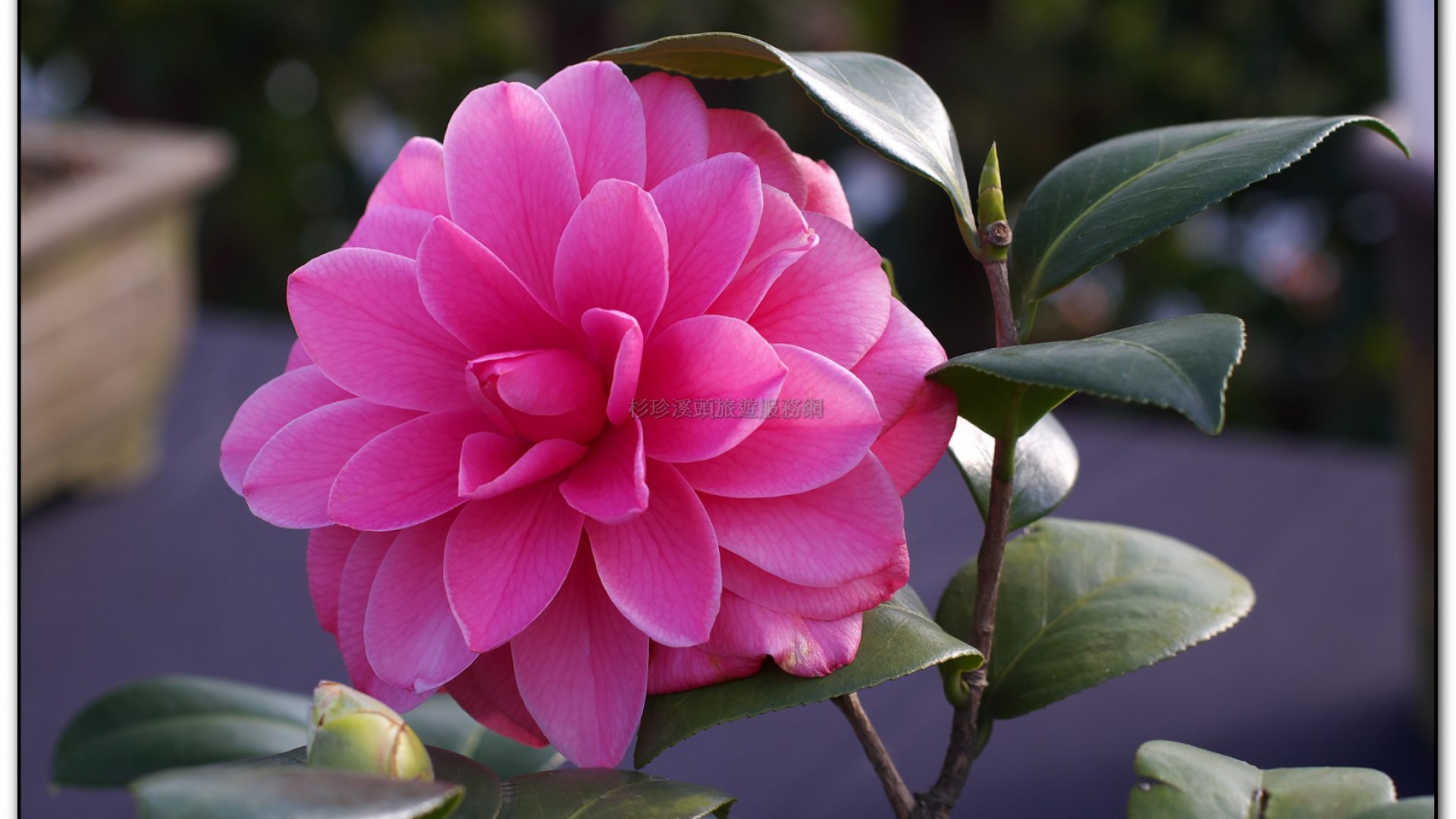 台大茶園-鹿谷旅遊景點