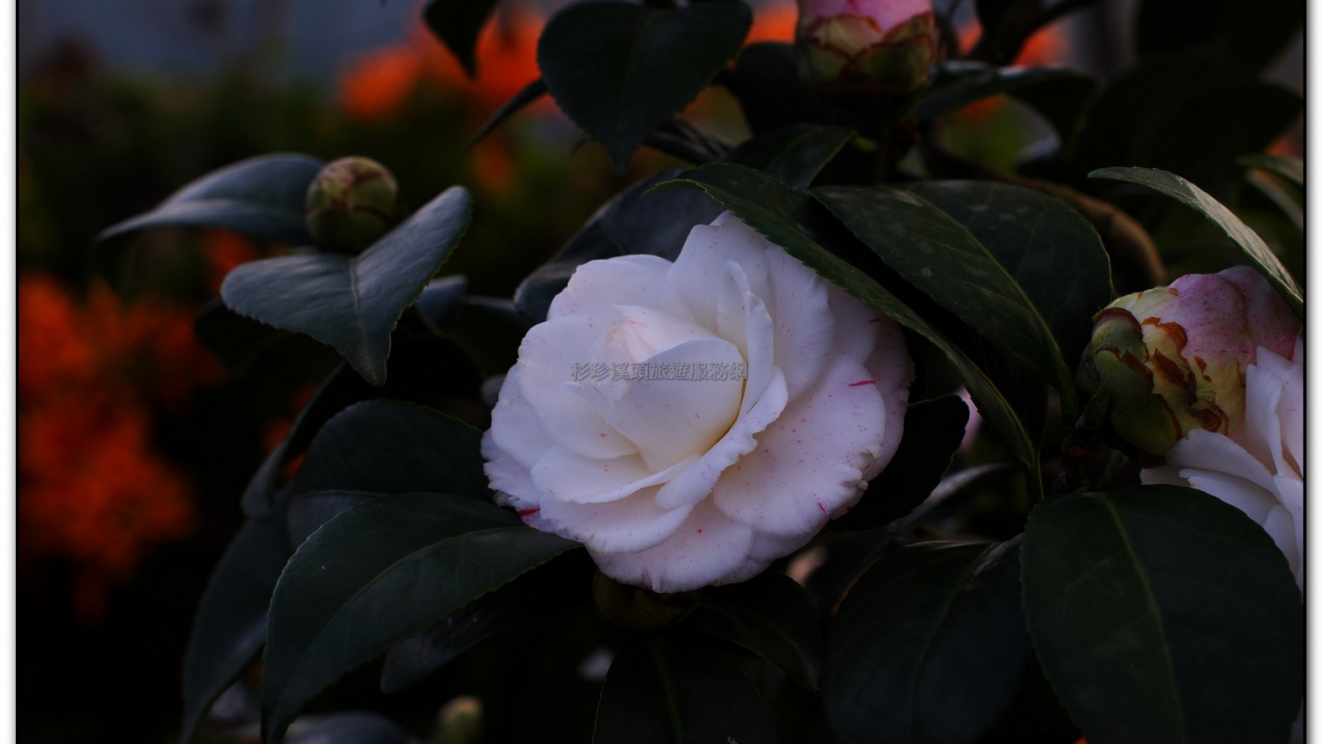 台大茶園-鹿谷旅遊景點