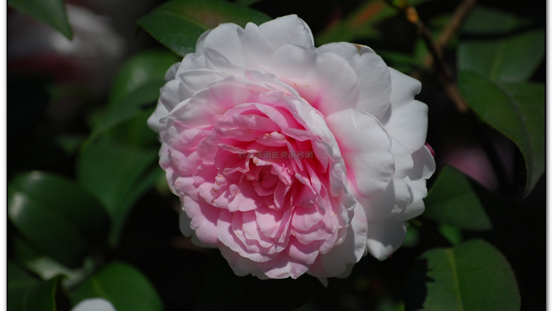 台大茶園-鹿谷旅遊景點