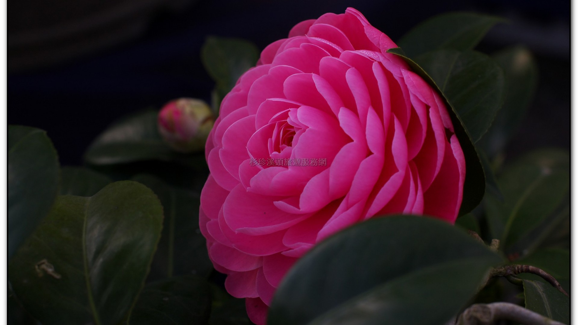 台大茶園-鹿谷旅遊景點