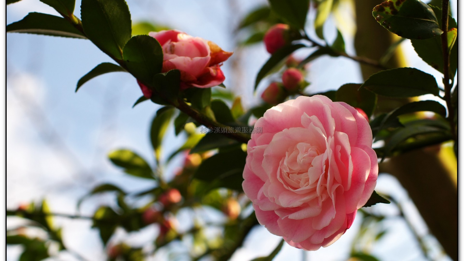 台大茶園-鹿谷旅遊景點