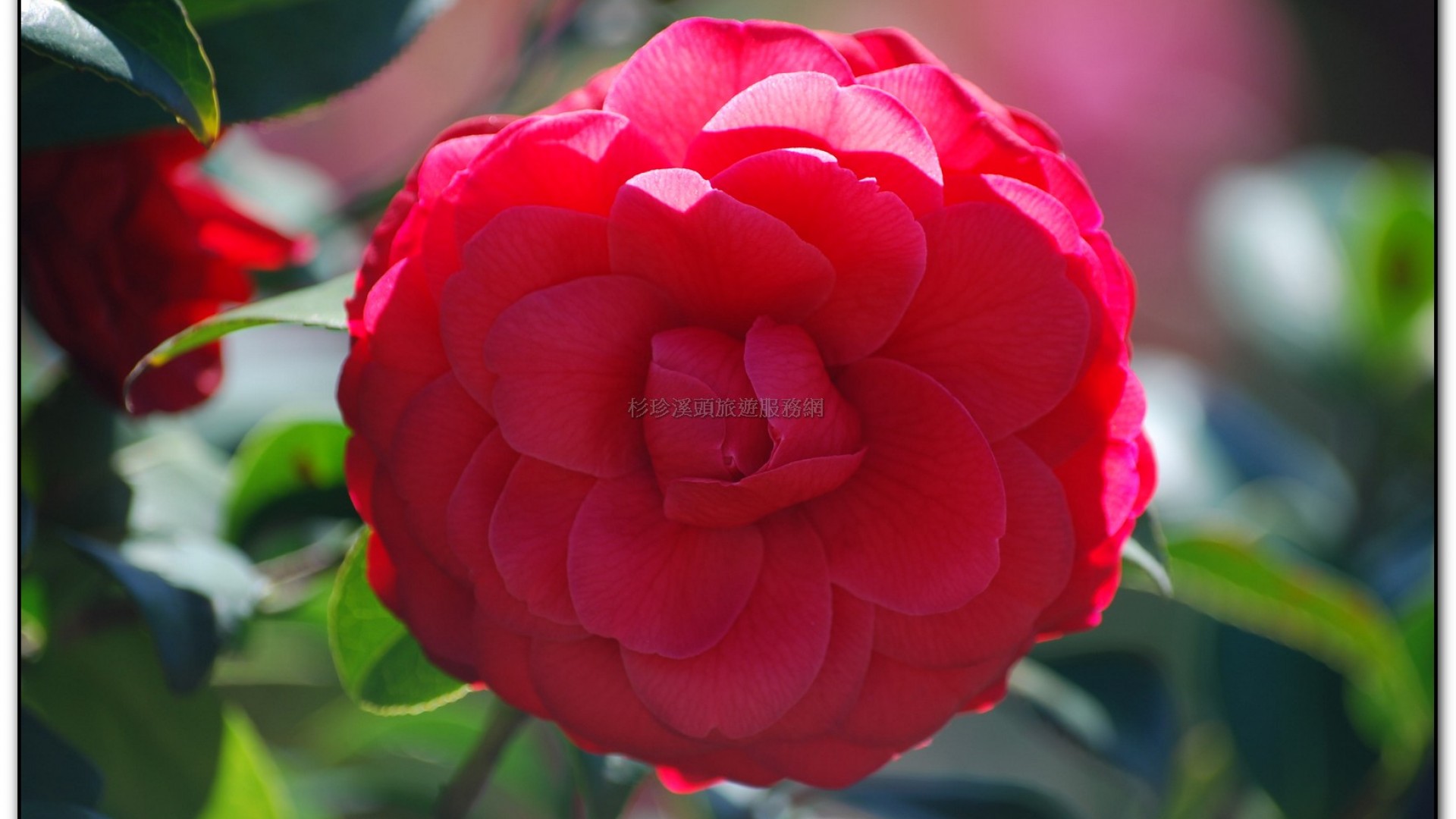 台大茶園-鹿谷旅遊景點