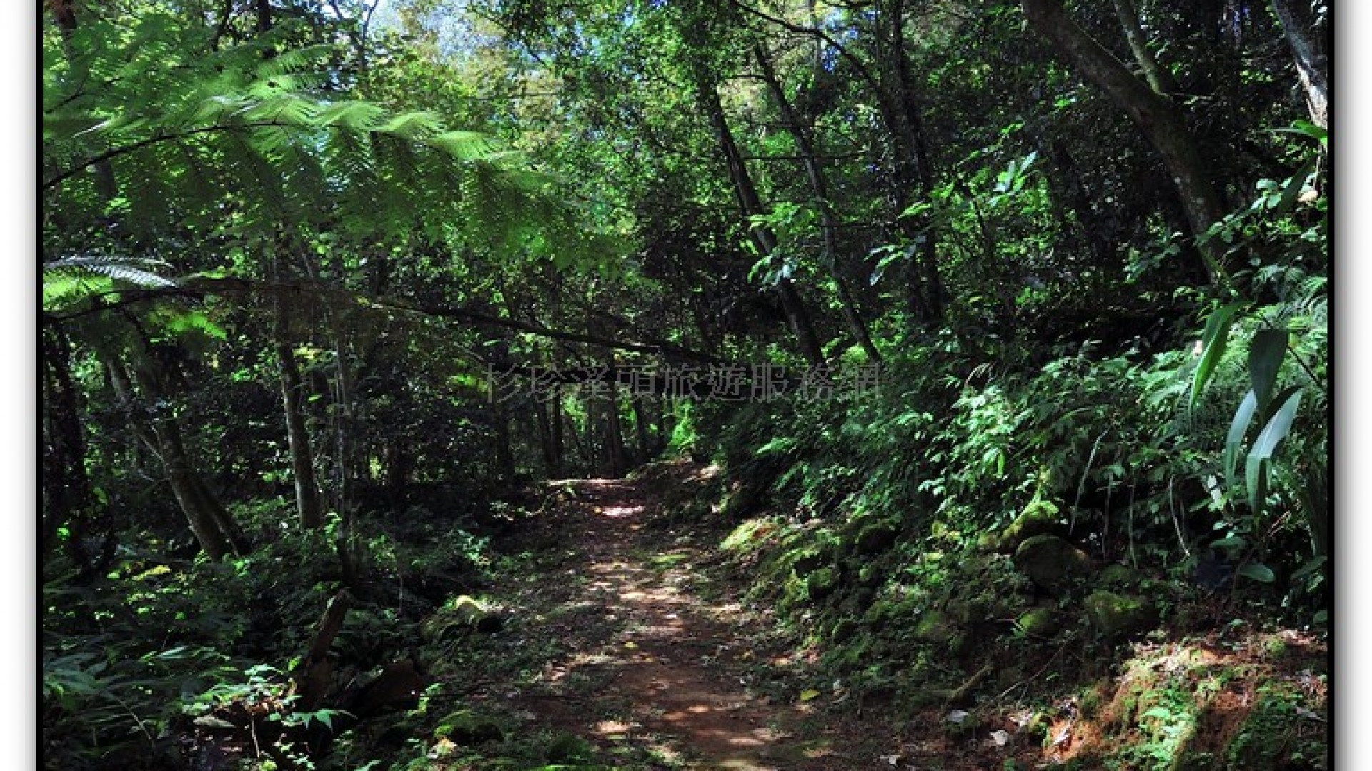 台大茶園-鹿谷旅遊景點