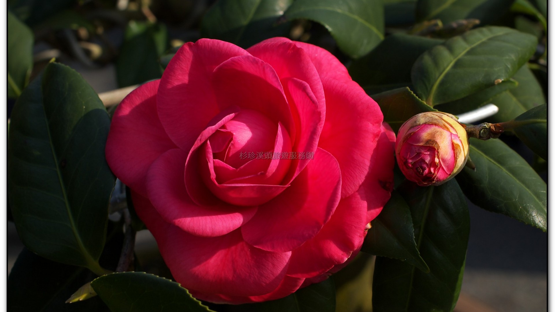 台大茶園-鹿谷旅遊景點