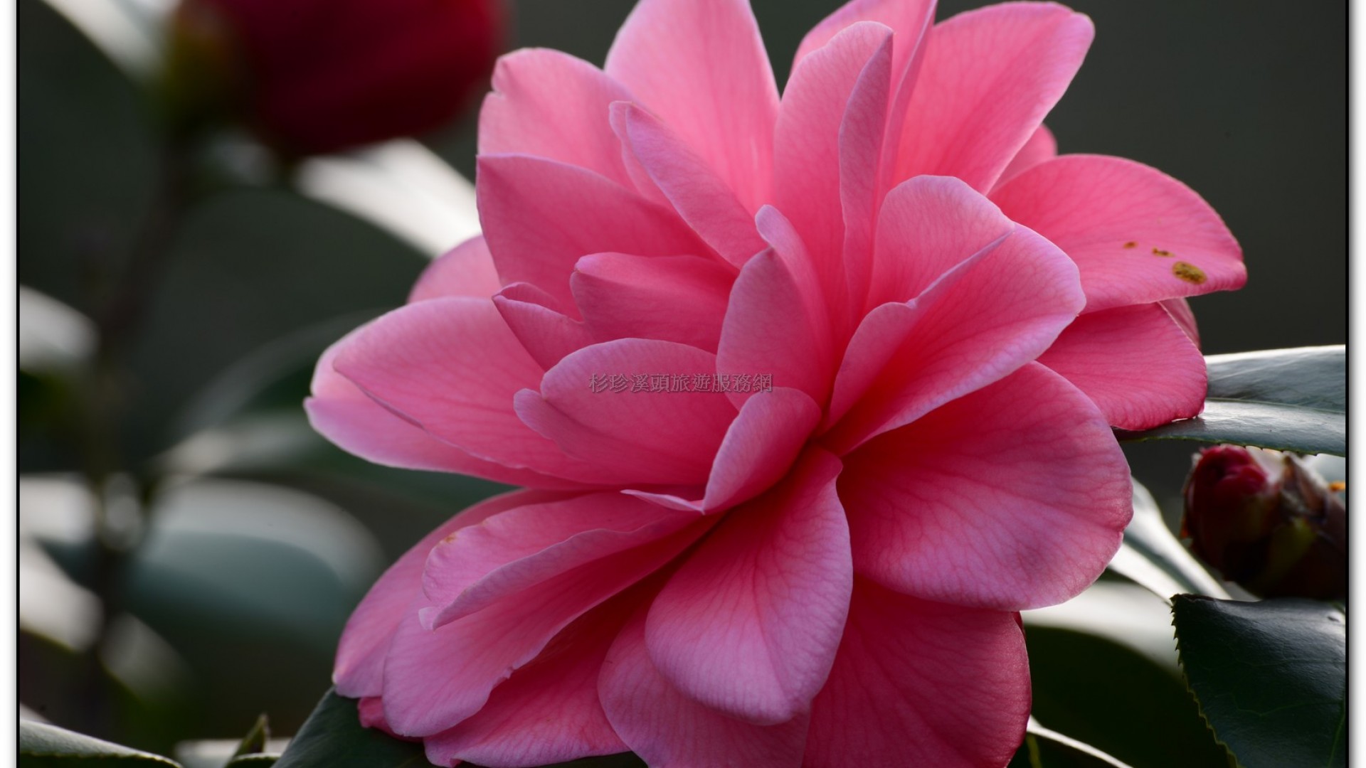 台大茶園-鹿谷旅遊景點