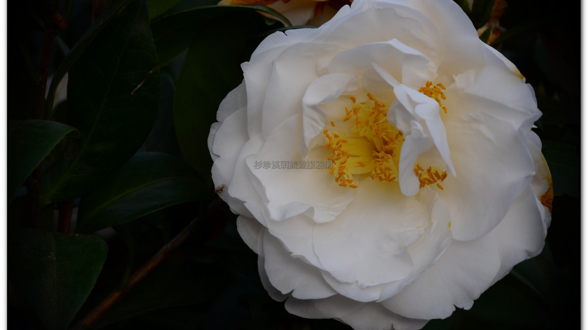 台大茶園-鹿谷旅遊景點