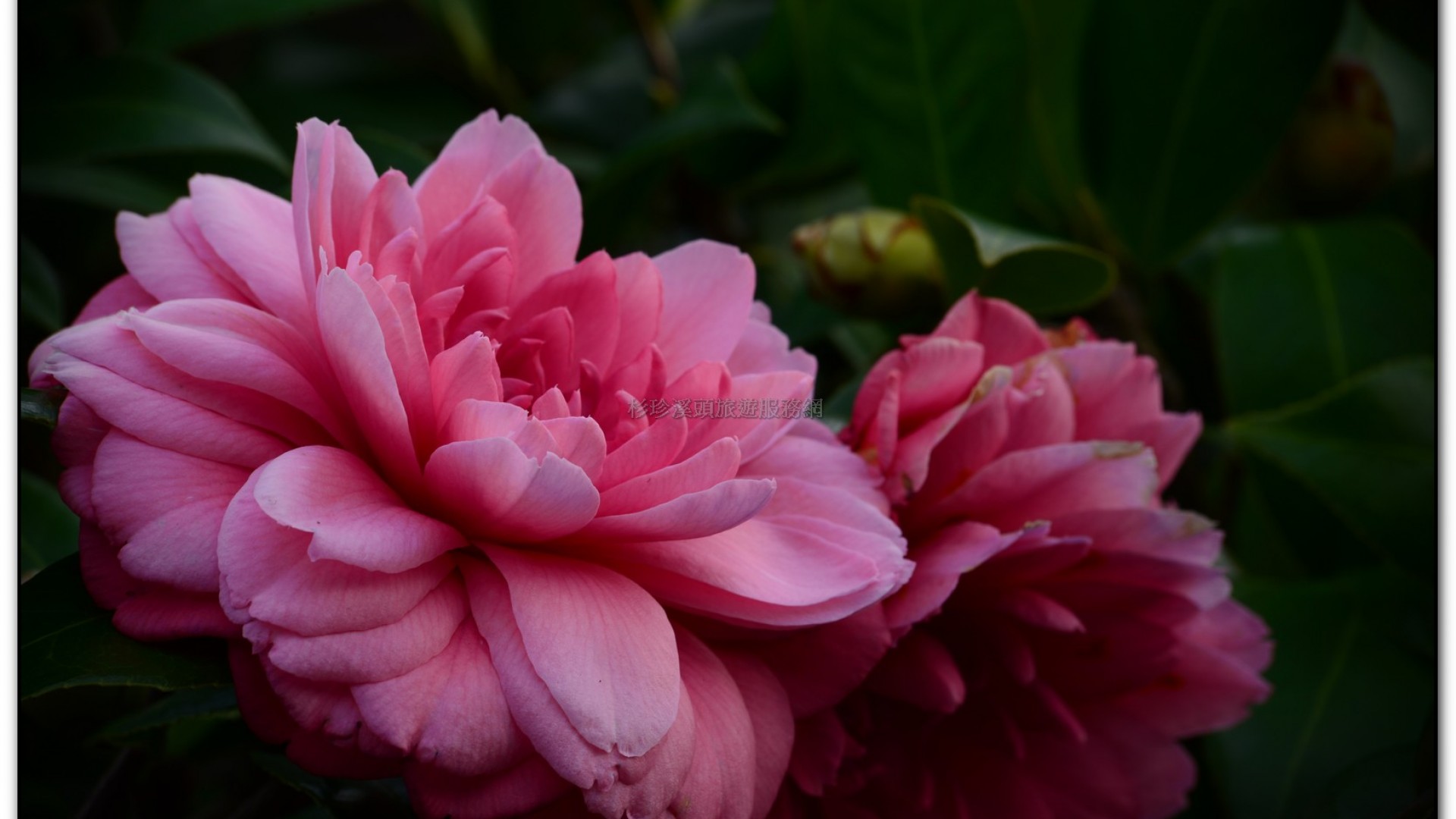 台大茶園-鹿谷旅遊景點