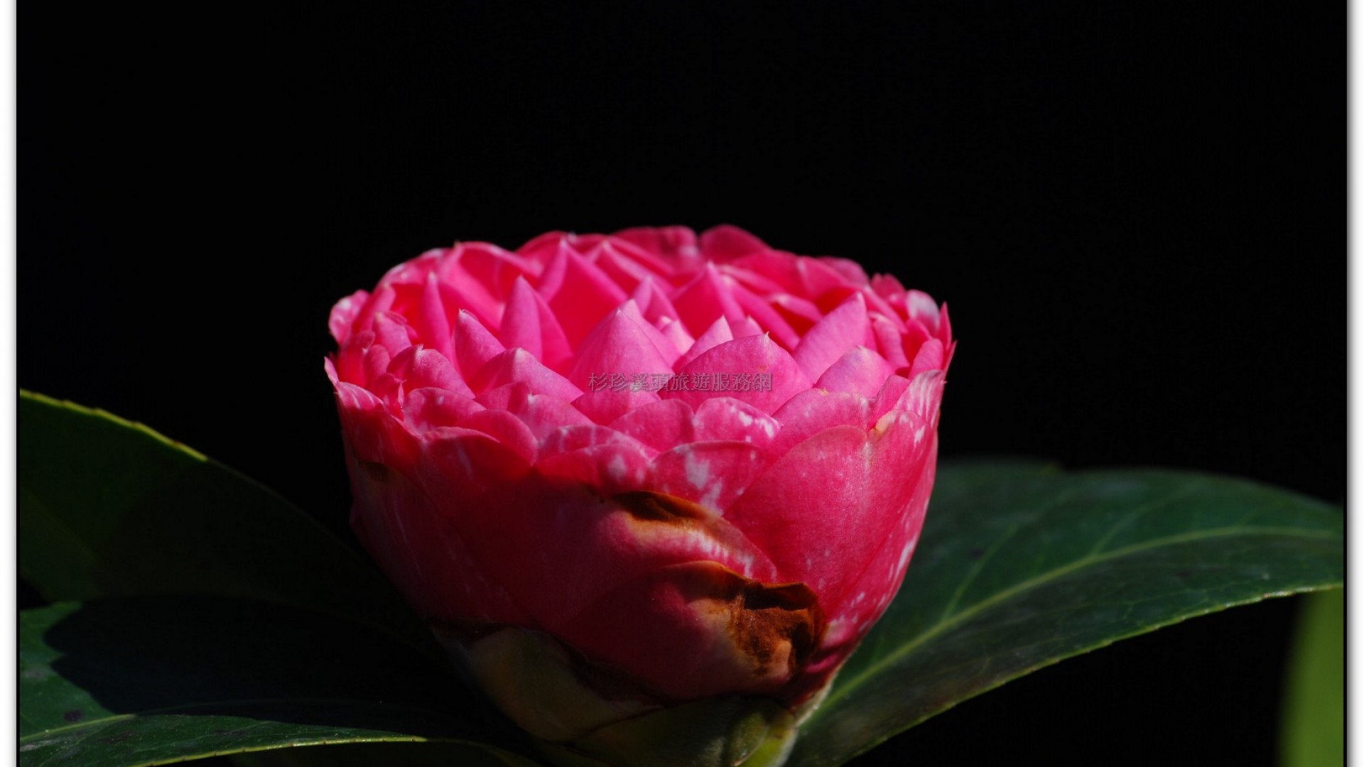 台大茶園-鹿谷旅遊景點