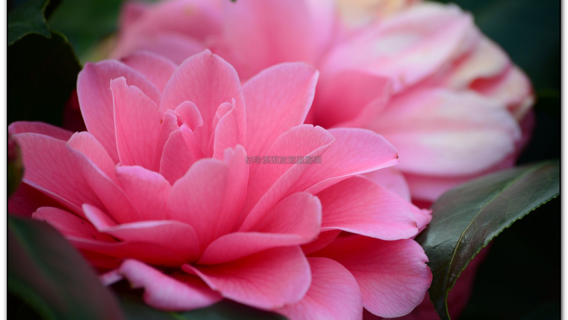 台大茶園-鹿谷旅遊景點