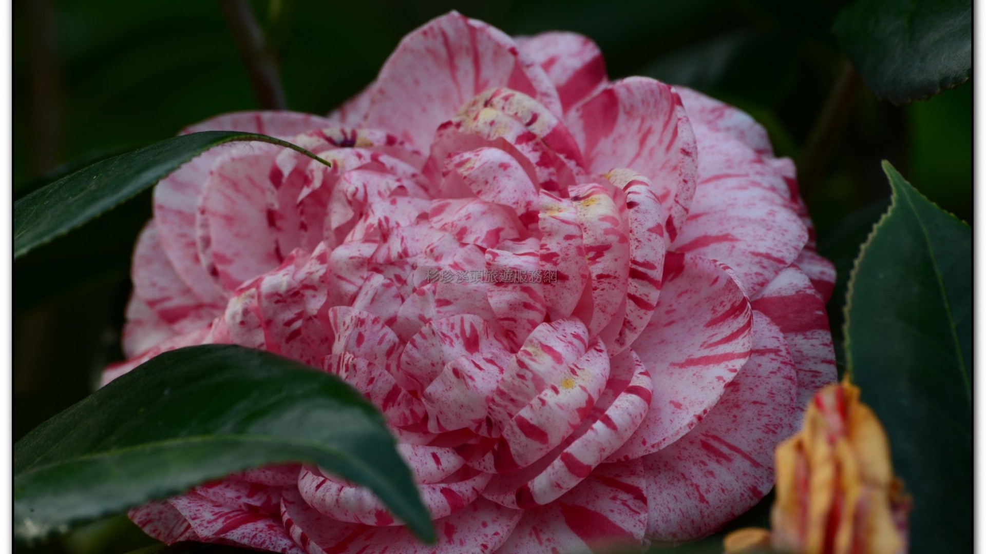台大茶園-鹿谷旅遊景點