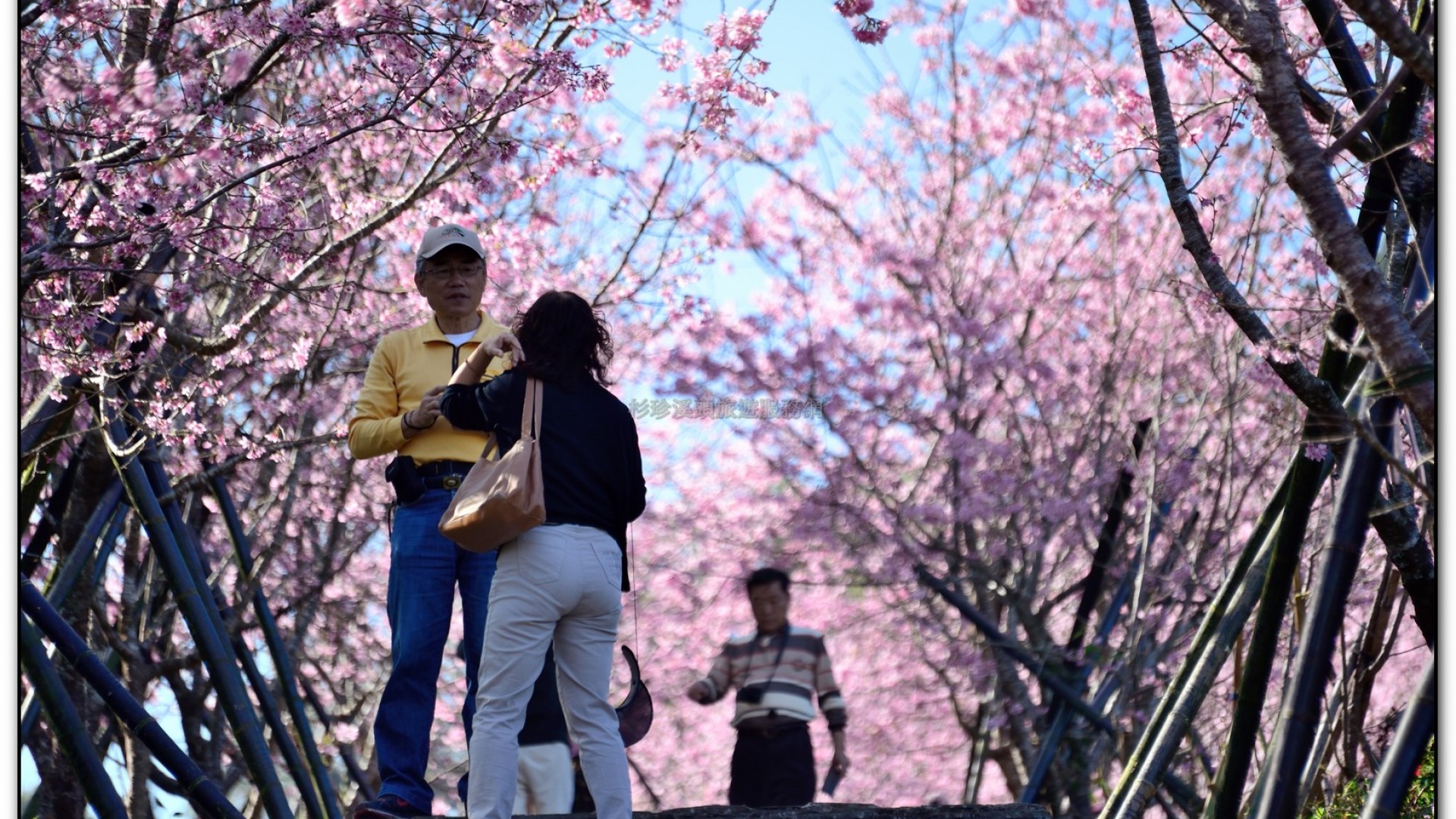 台大茶園-鹿谷旅遊景點
